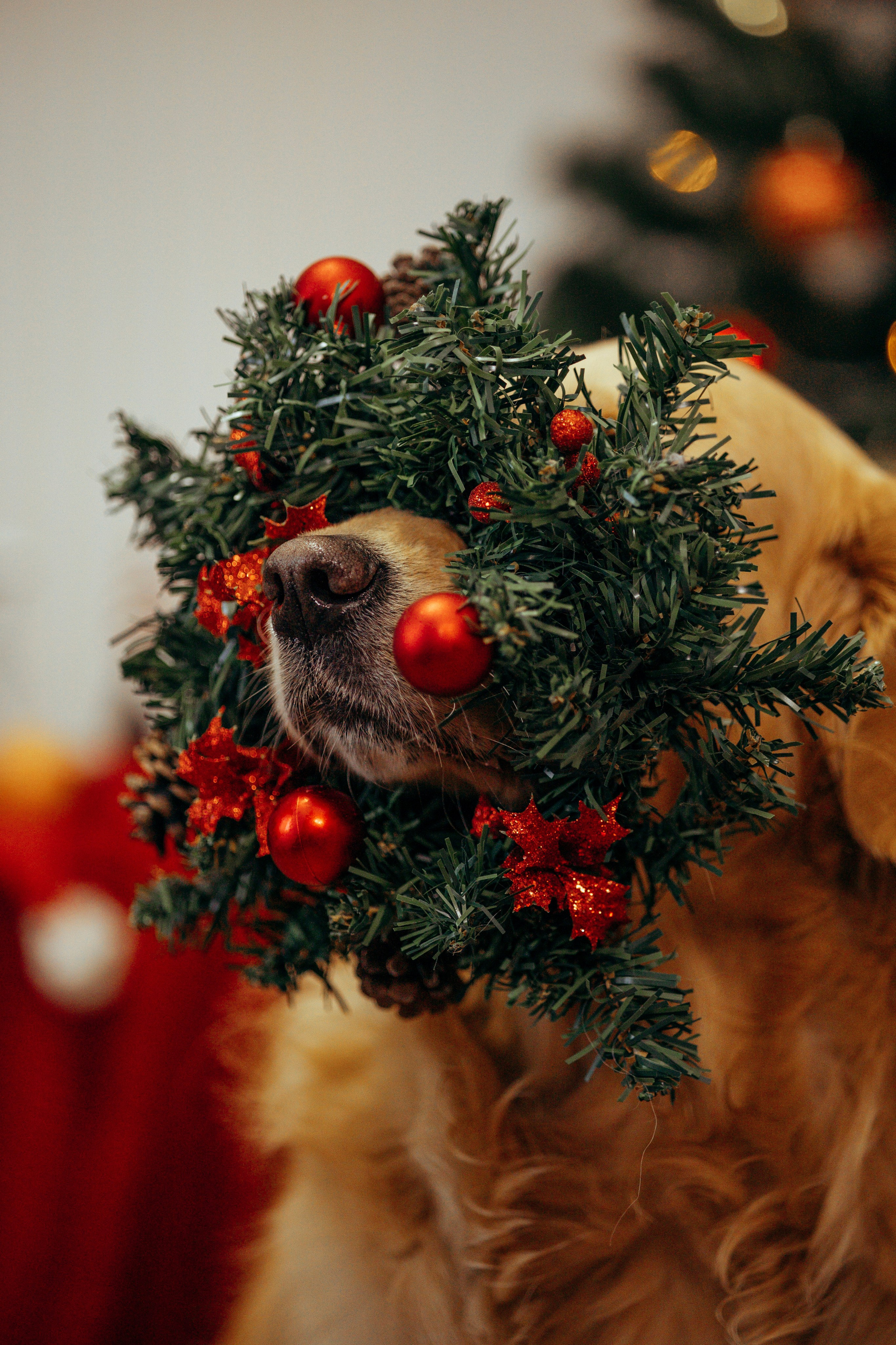 Новогодняя съемка с собакой. Анастасия Белаш