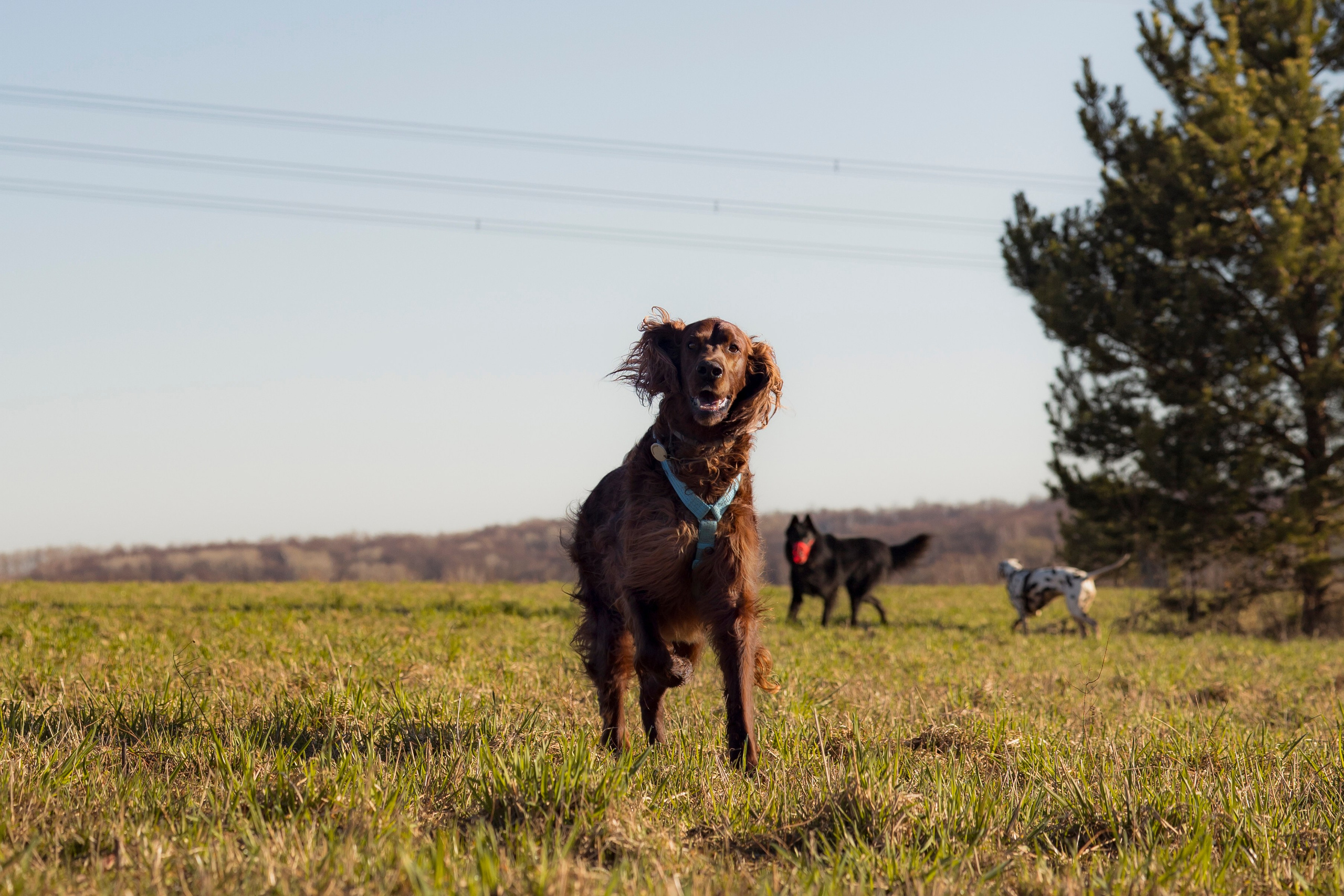 Смена в «DogCamp». Анастасия Белаш