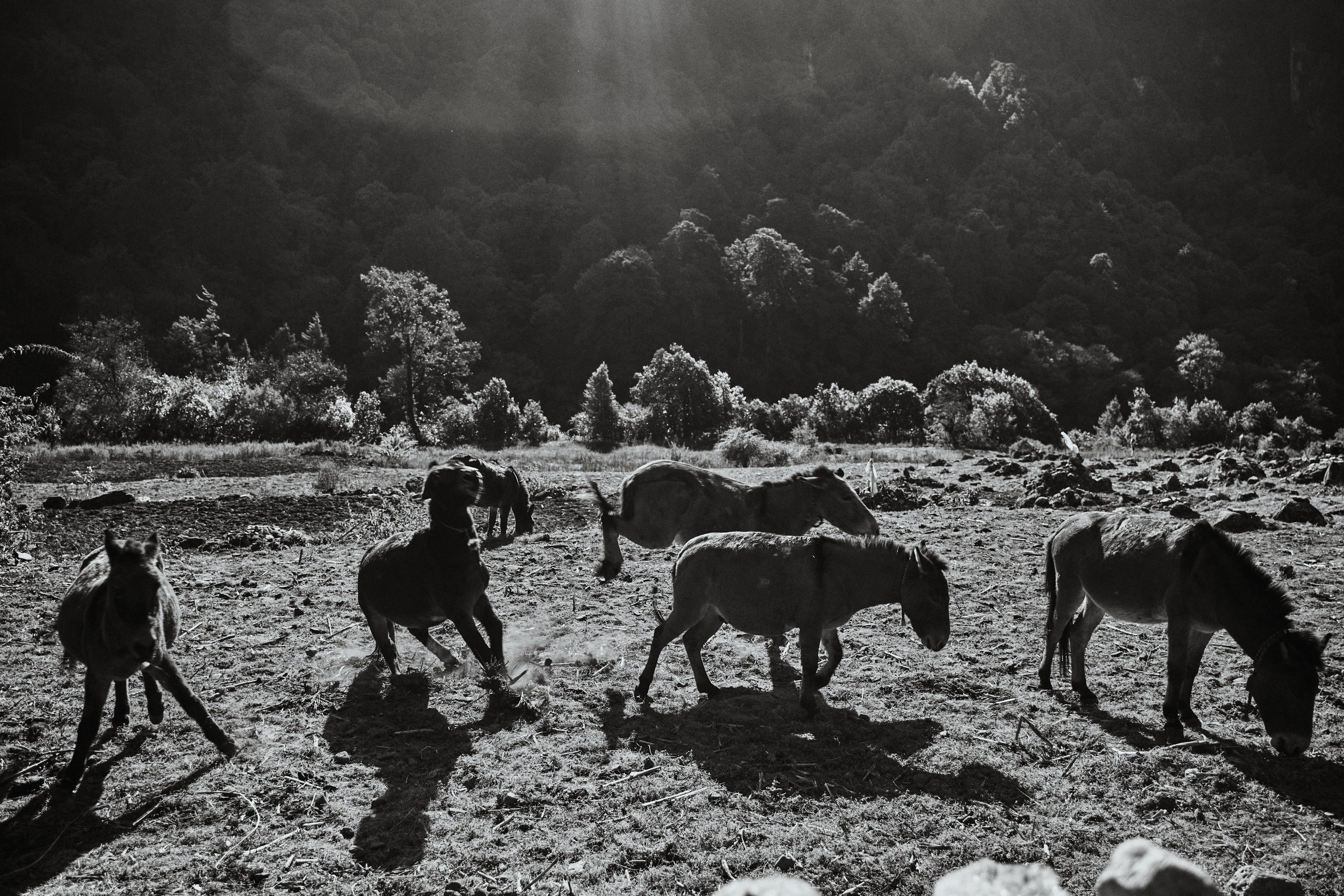 Непал. Фото