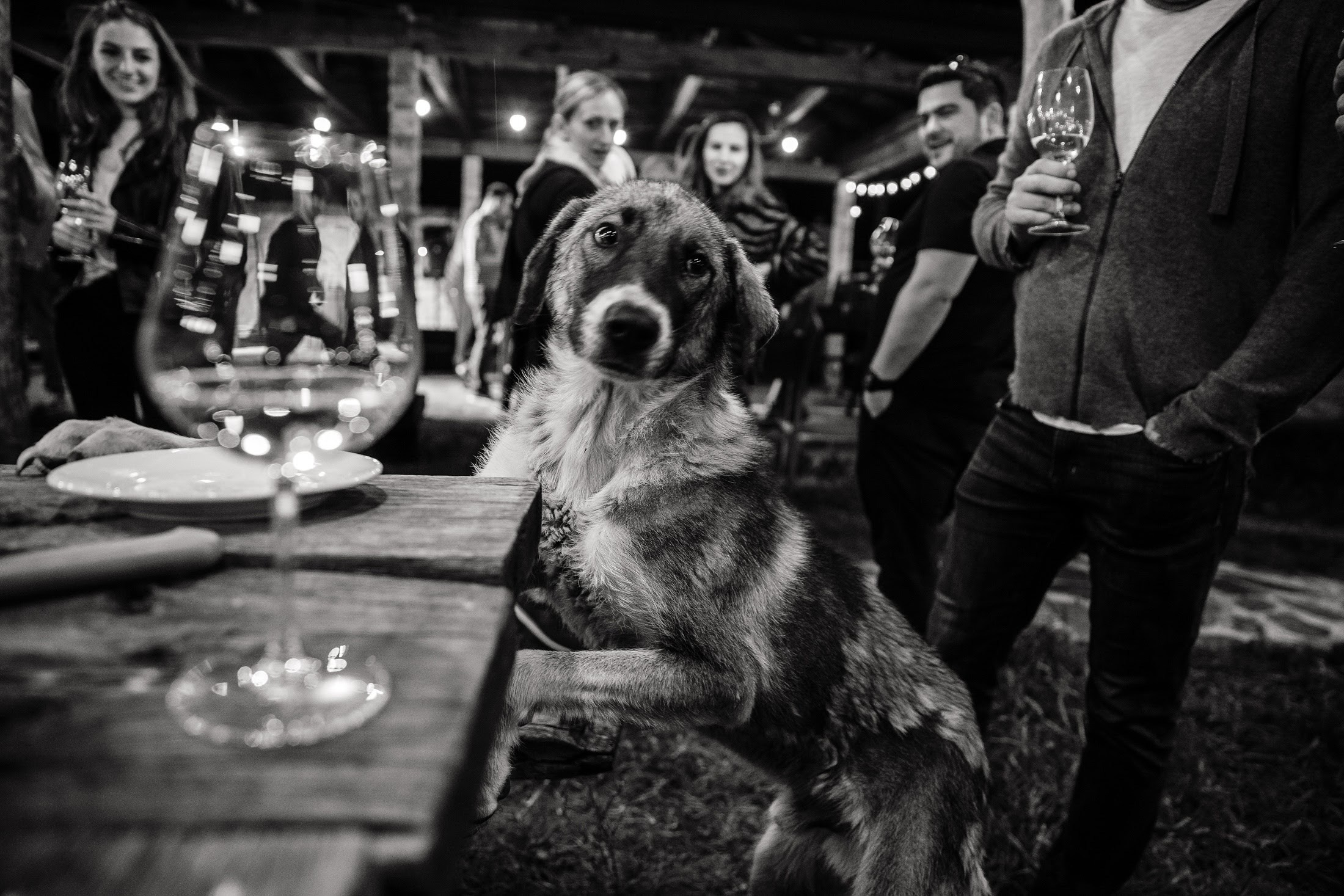Максим и Алена. Свадебный фотограф в Москве и МО Александр Ласковенков