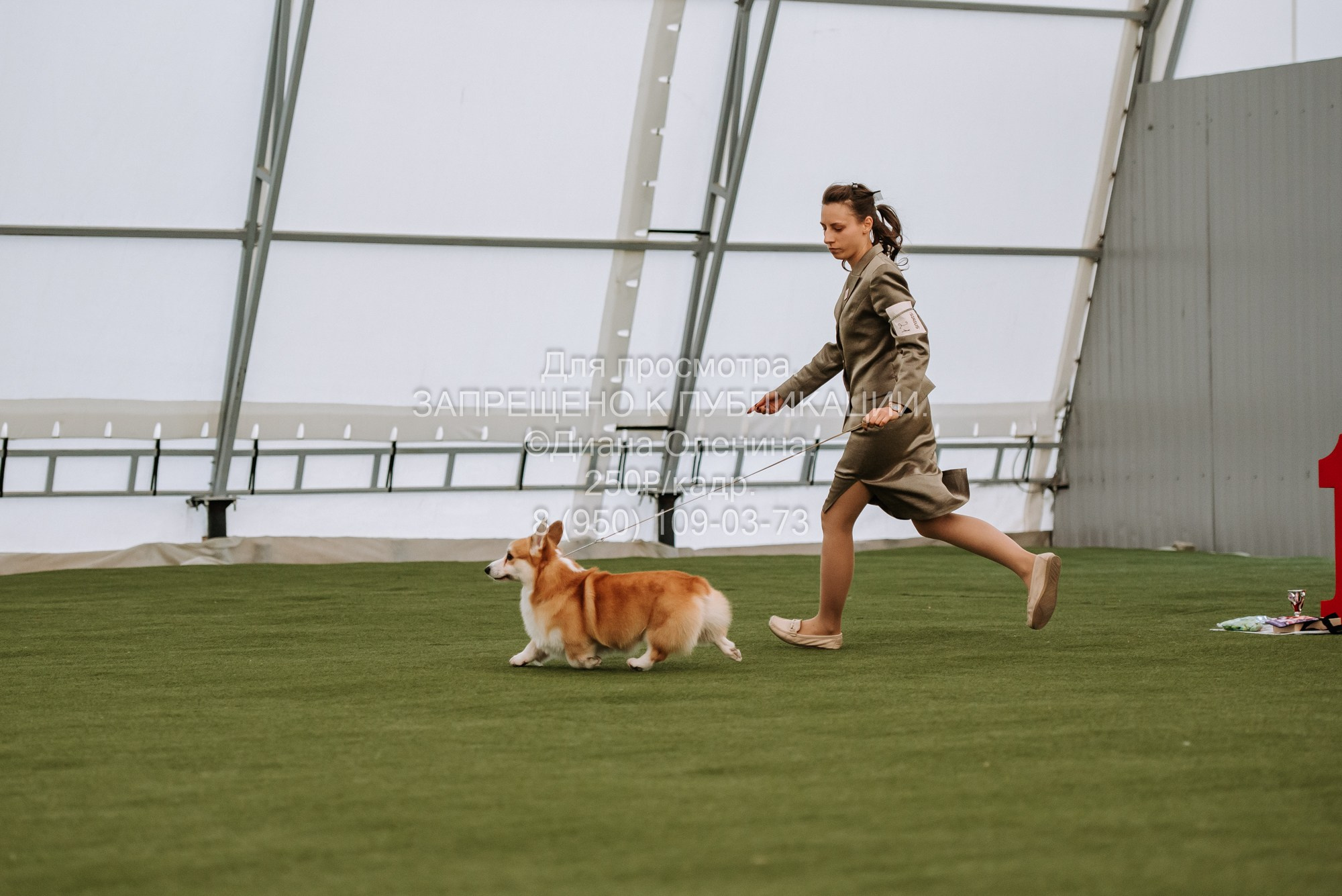Выставка собак Красноярск 2.06. Фотограф Диана Оленина Красноярск / Братск