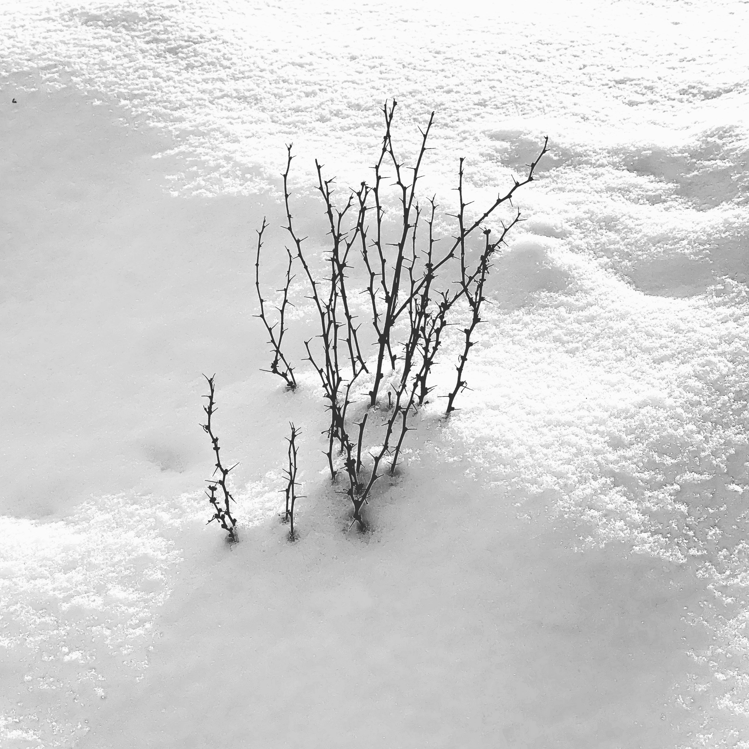 Работы с телефона. Свадебный фотограф в Москве Сафонова Анна