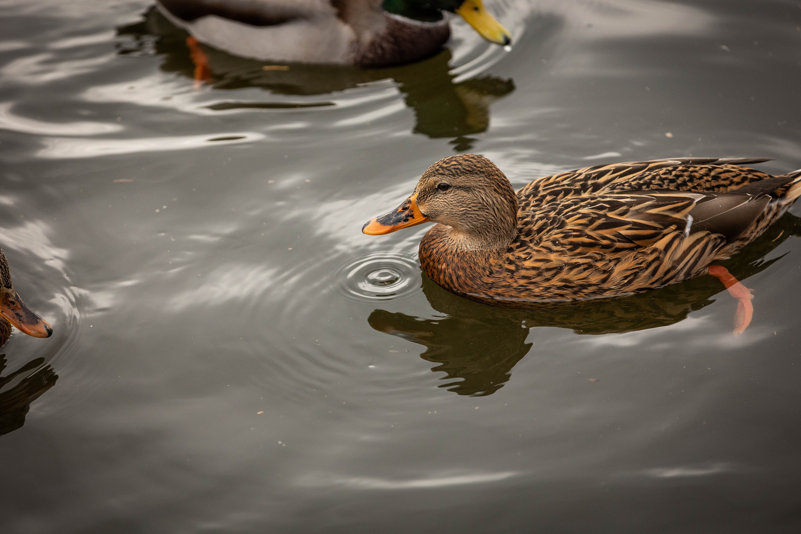 Зоопарк Малинки. Фотограф-АниМалист Анна Абрамова