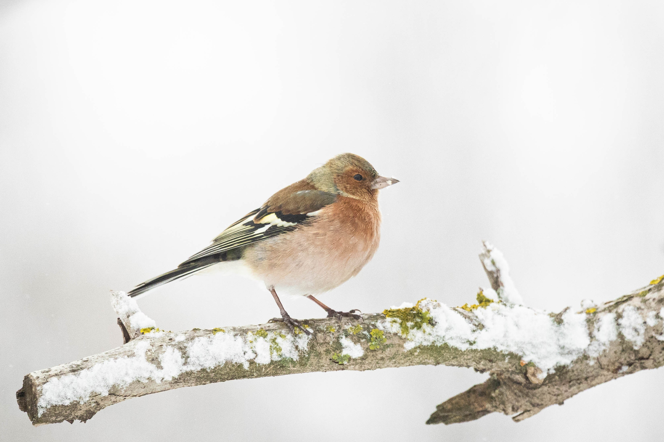Дикий животный мир. Фотограф-АниМалист Анна Абрамова