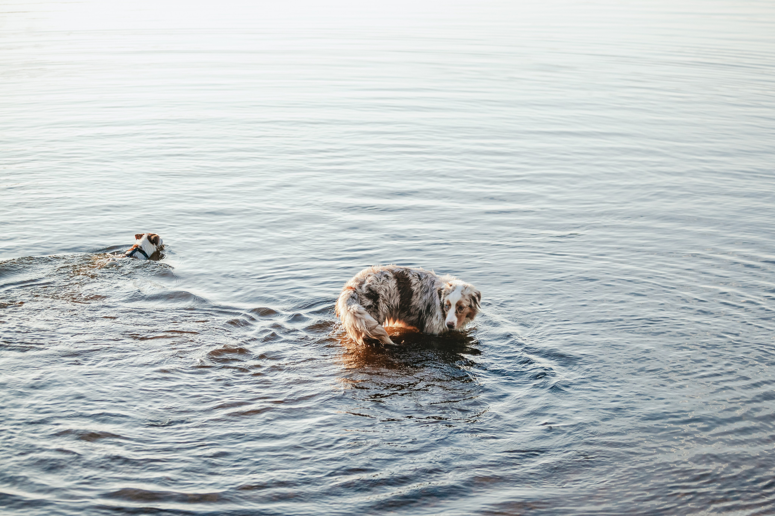 Фотопрогулка в Ленобласти. Фотограф-анималист Татьяна Степанова