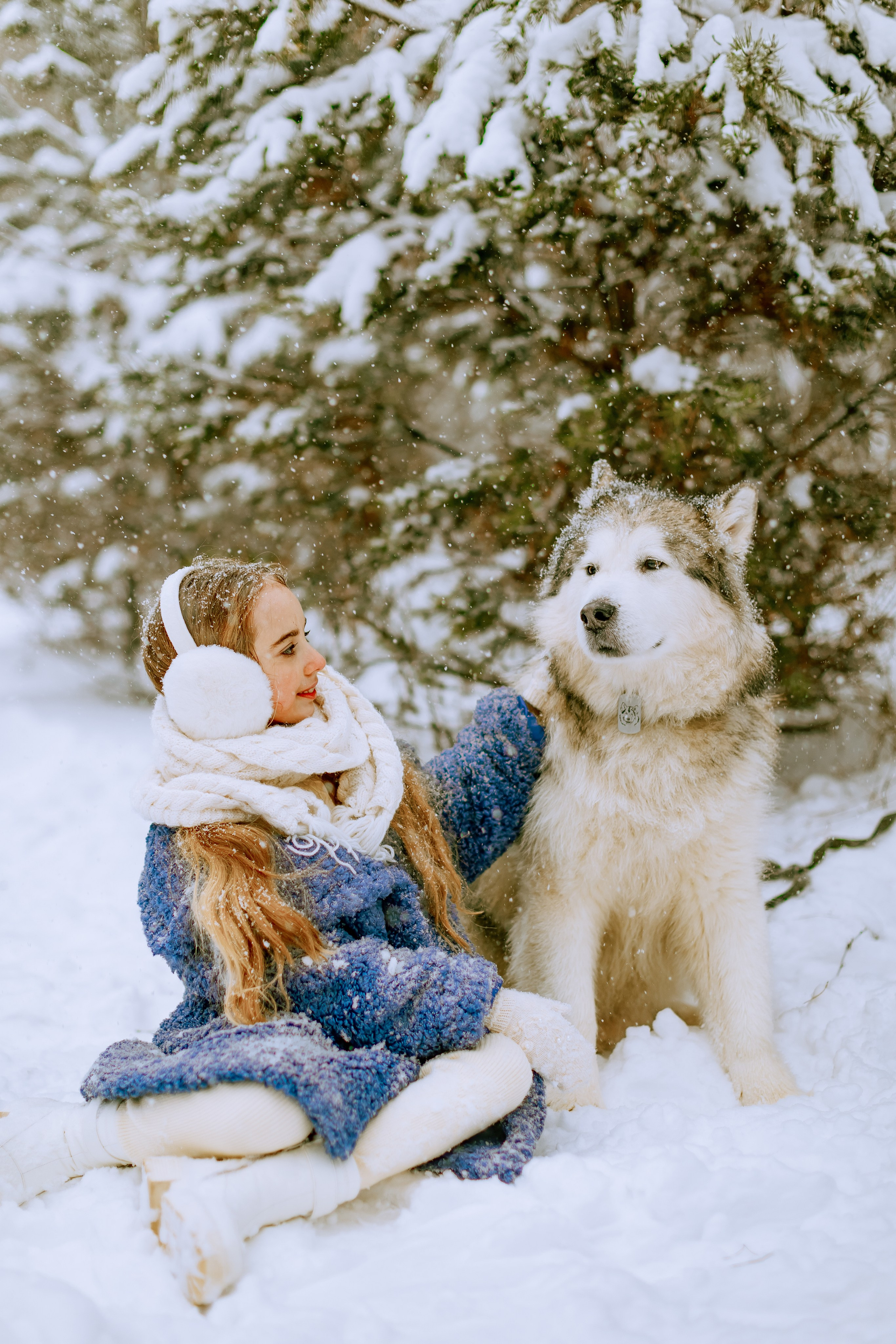София и аляскинский маламут. Фото и видео Москва, Московский. Свадебный фотограф, видеограф, фотосессии, видеосъемка