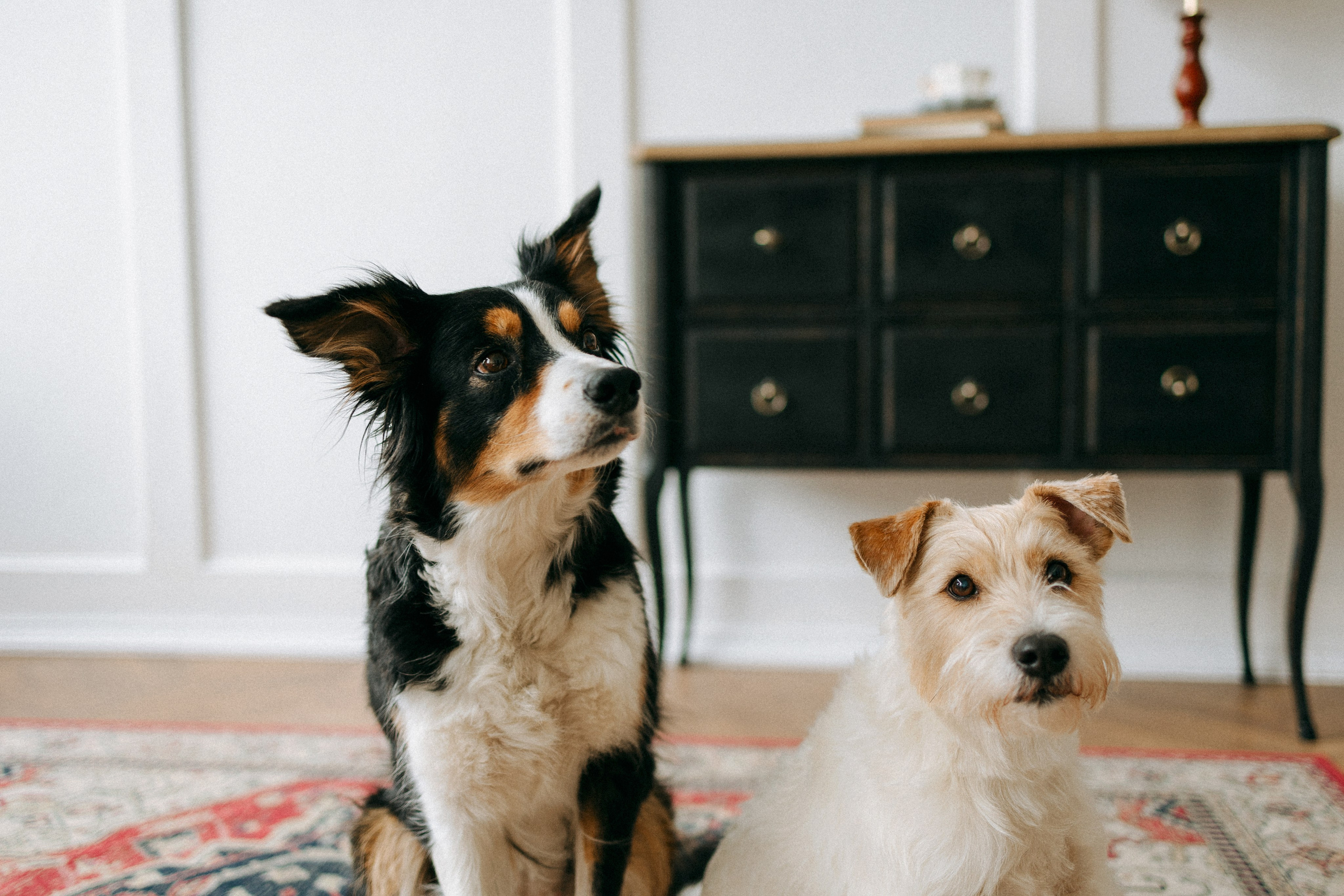 Цунами, Теон и Женя. Фотограф анималист Анастасия Пикей