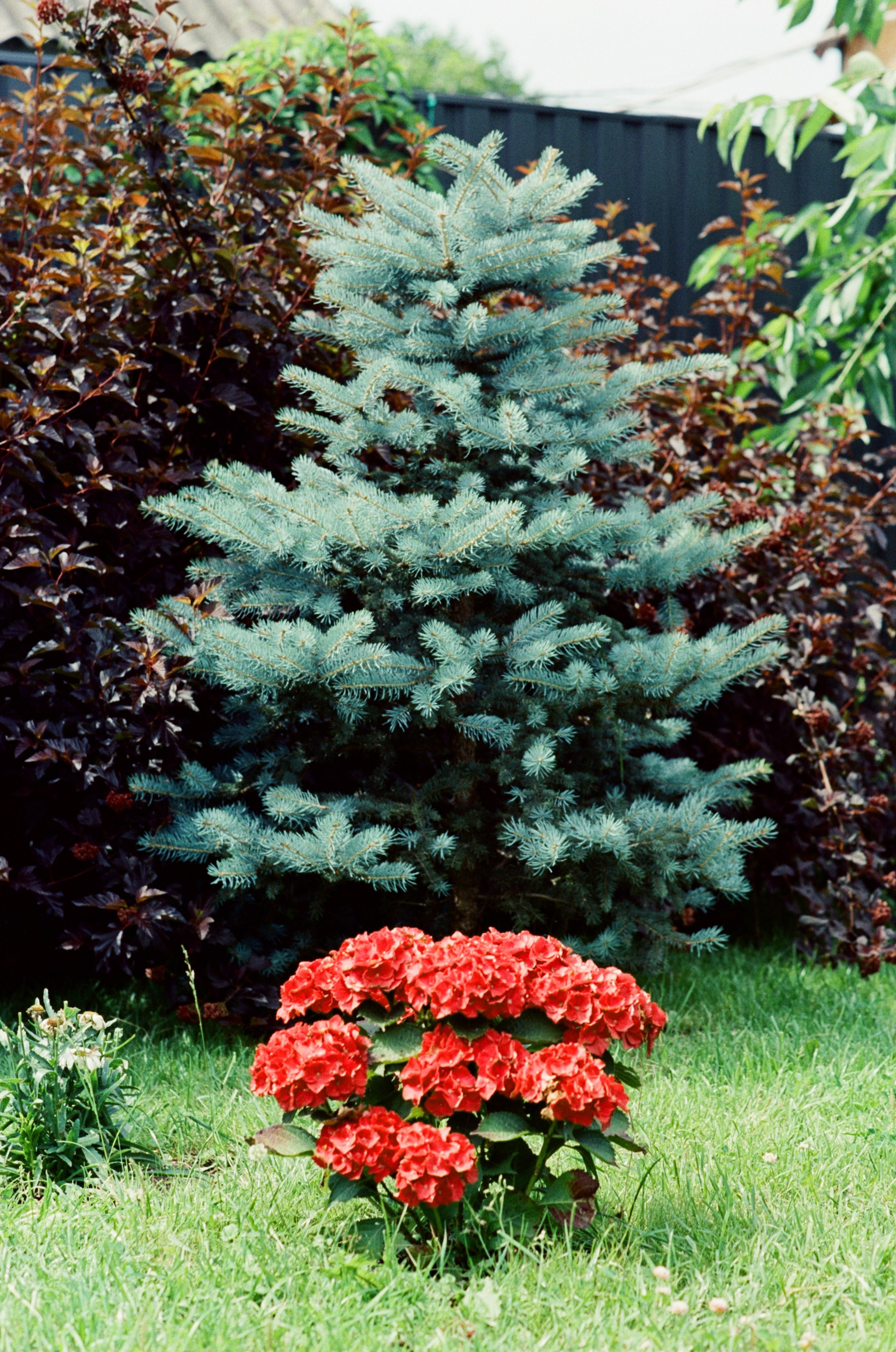 Canon 33V — Minolta MC Rokkor-PF 85 mm f1.7 | SFL 200T | июль 2025 г