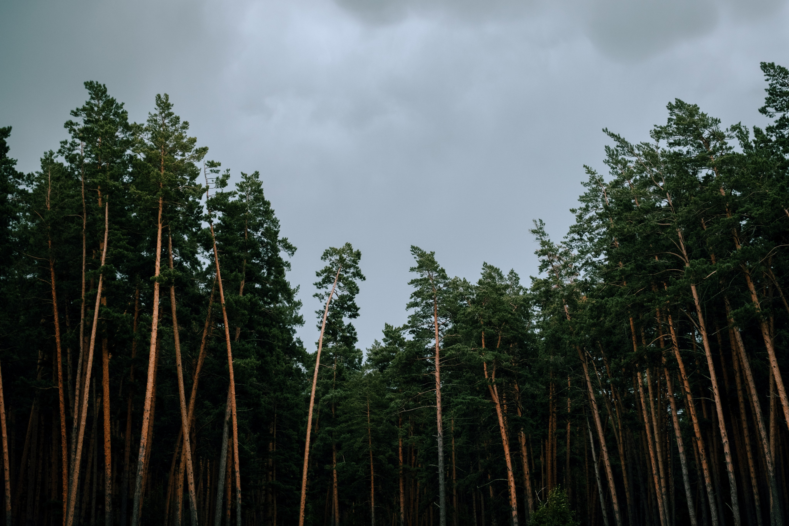 Видеограф в Новосибирске Михаил Катц