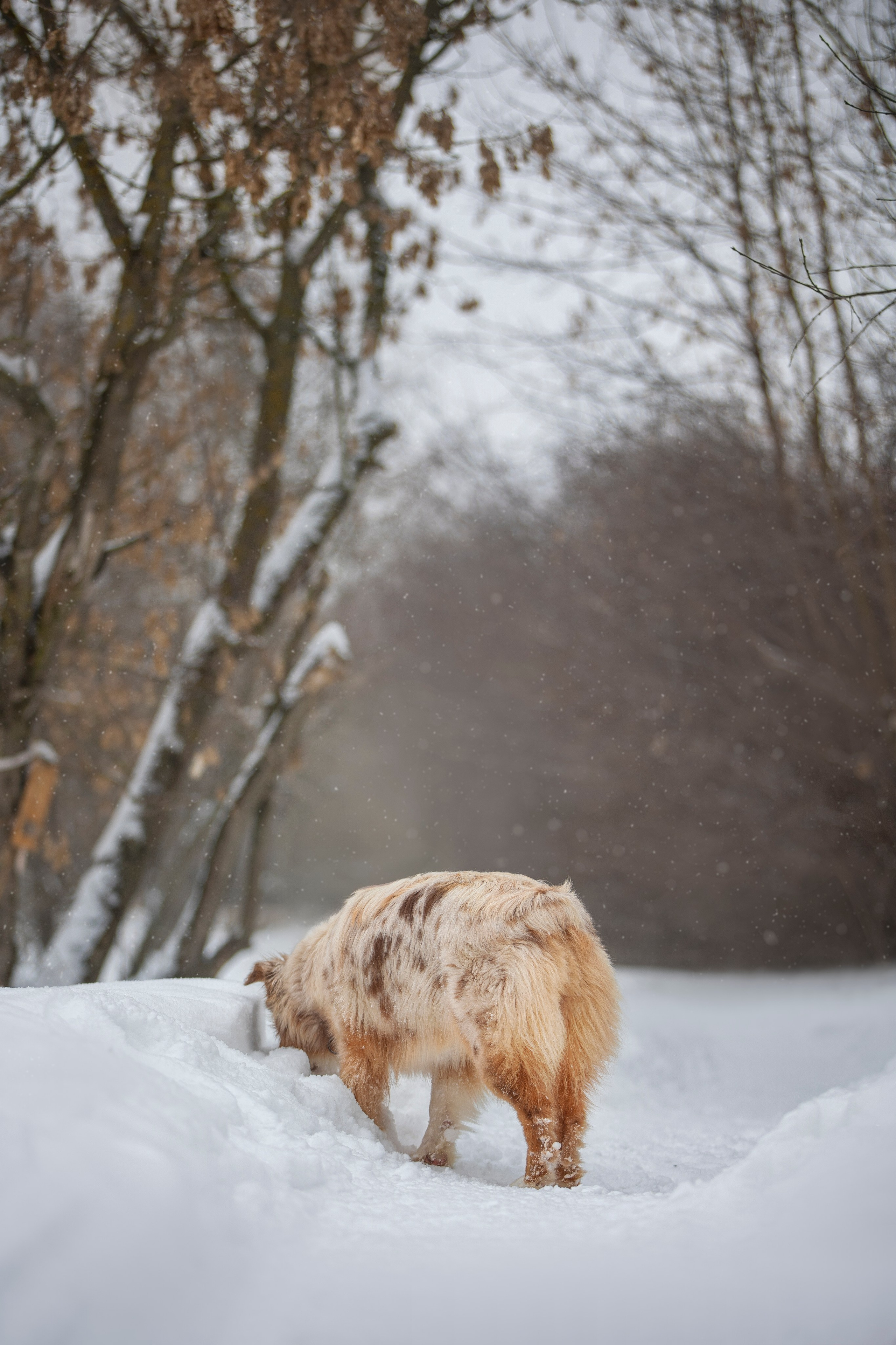 Настя, Игорь, Тесс и Марс. Фотограф анималист в Москве Майорова Евгения