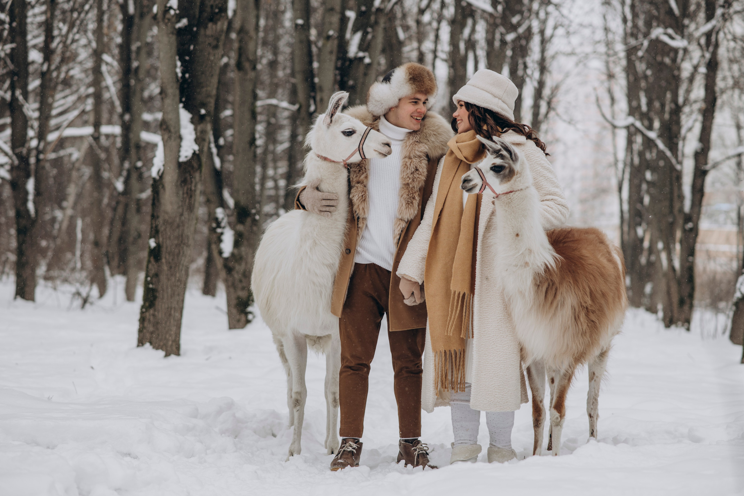 Зимняя фотосессия с Альпаками. Свадебный фотограф в Дмитрове