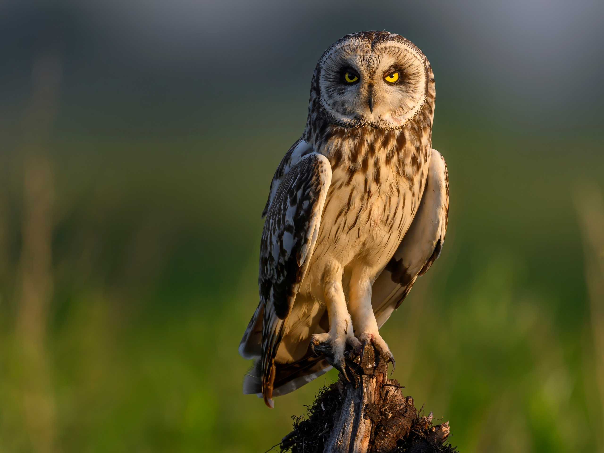 Short eared owl. Wildlife photography by Sergey Puponin