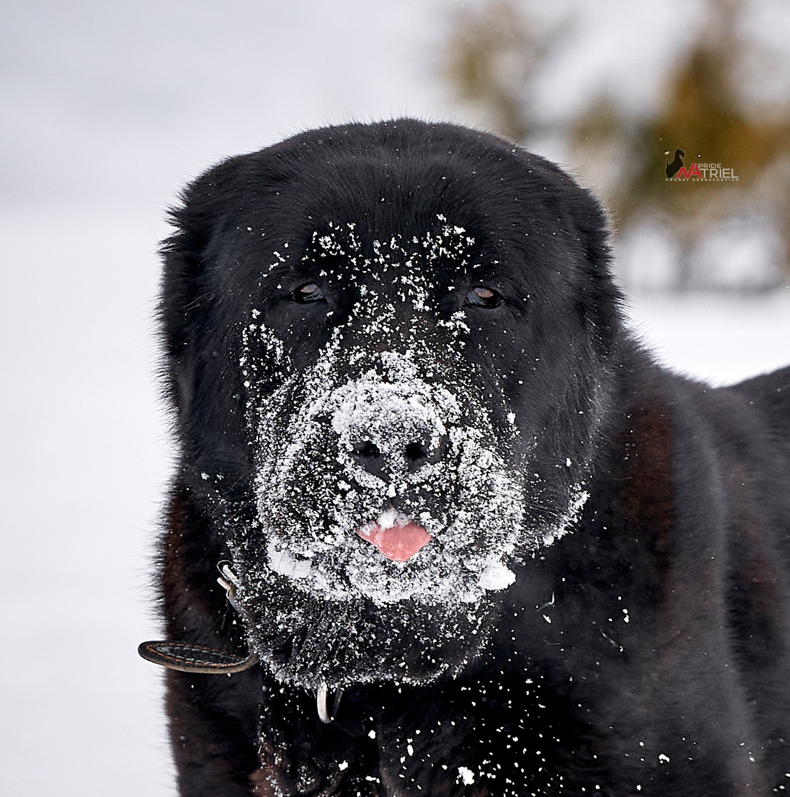Портреты собак — галерея NATRIEL