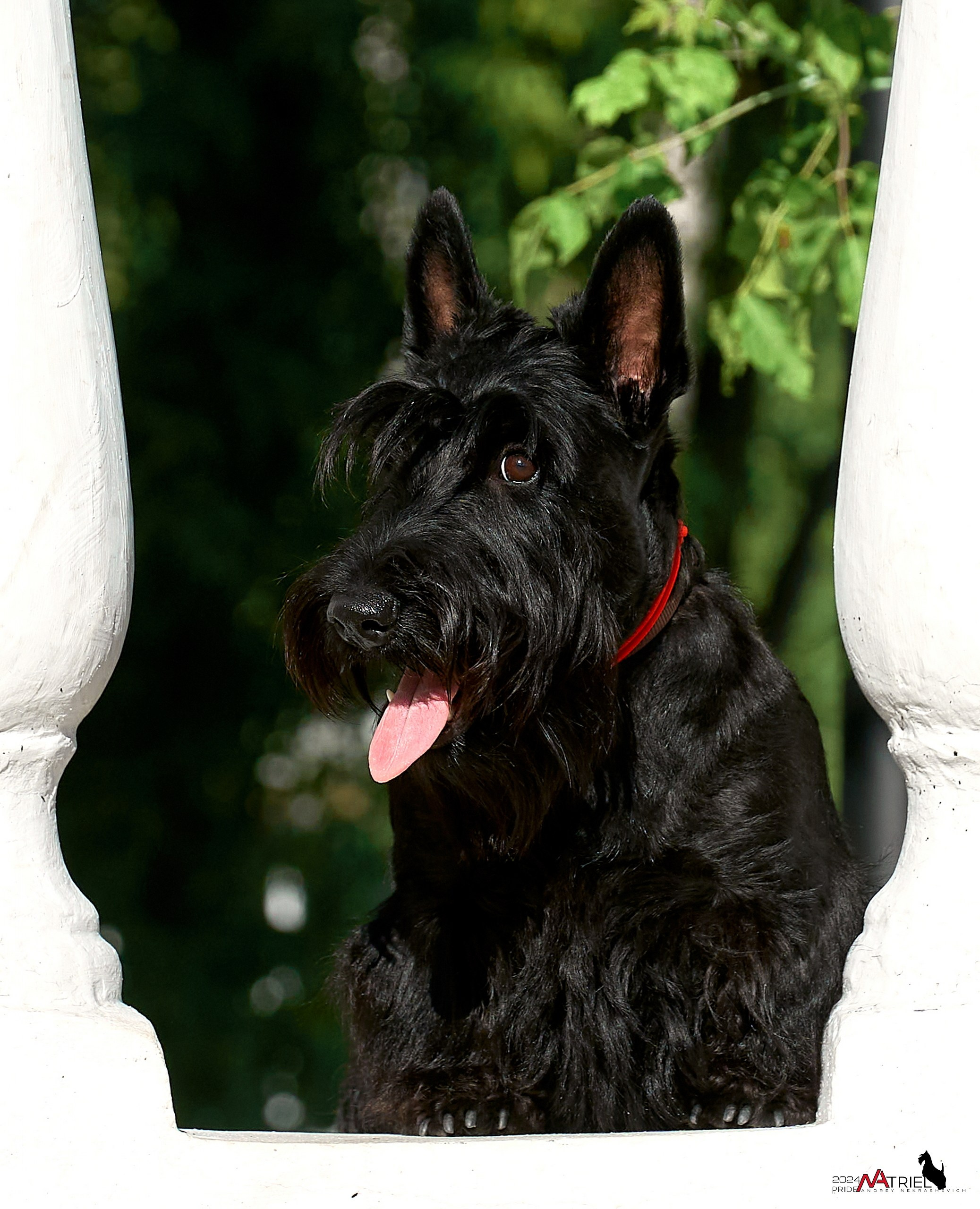 Семейная фотопрогулка с собаками