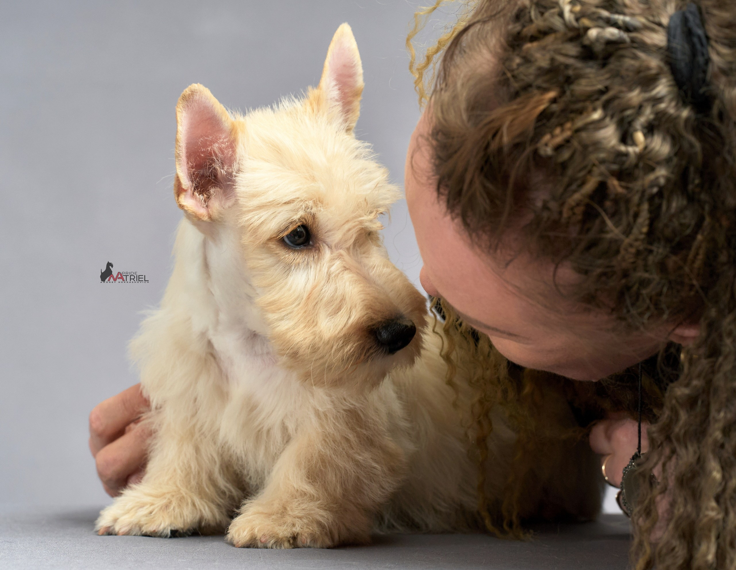 Съемка щенков скотч-терьеров