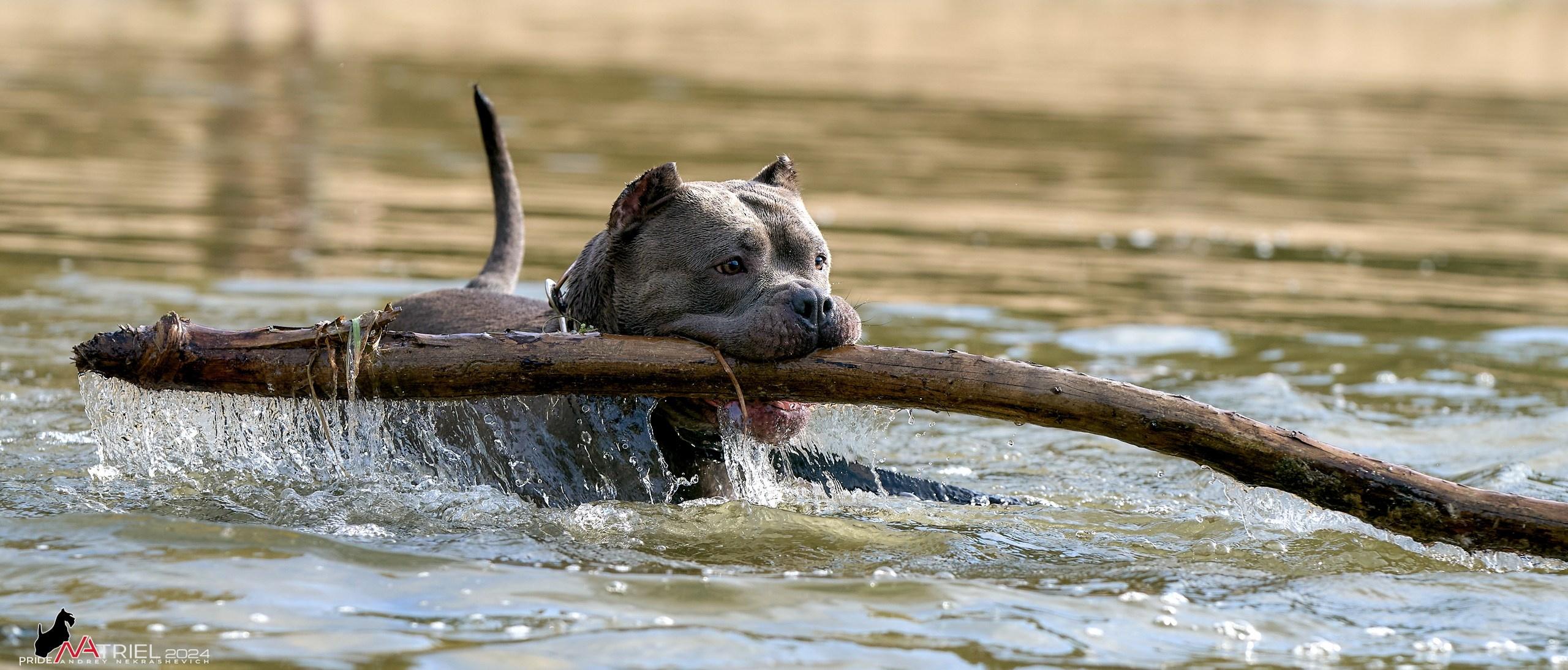 Фотопрогулка с булли
