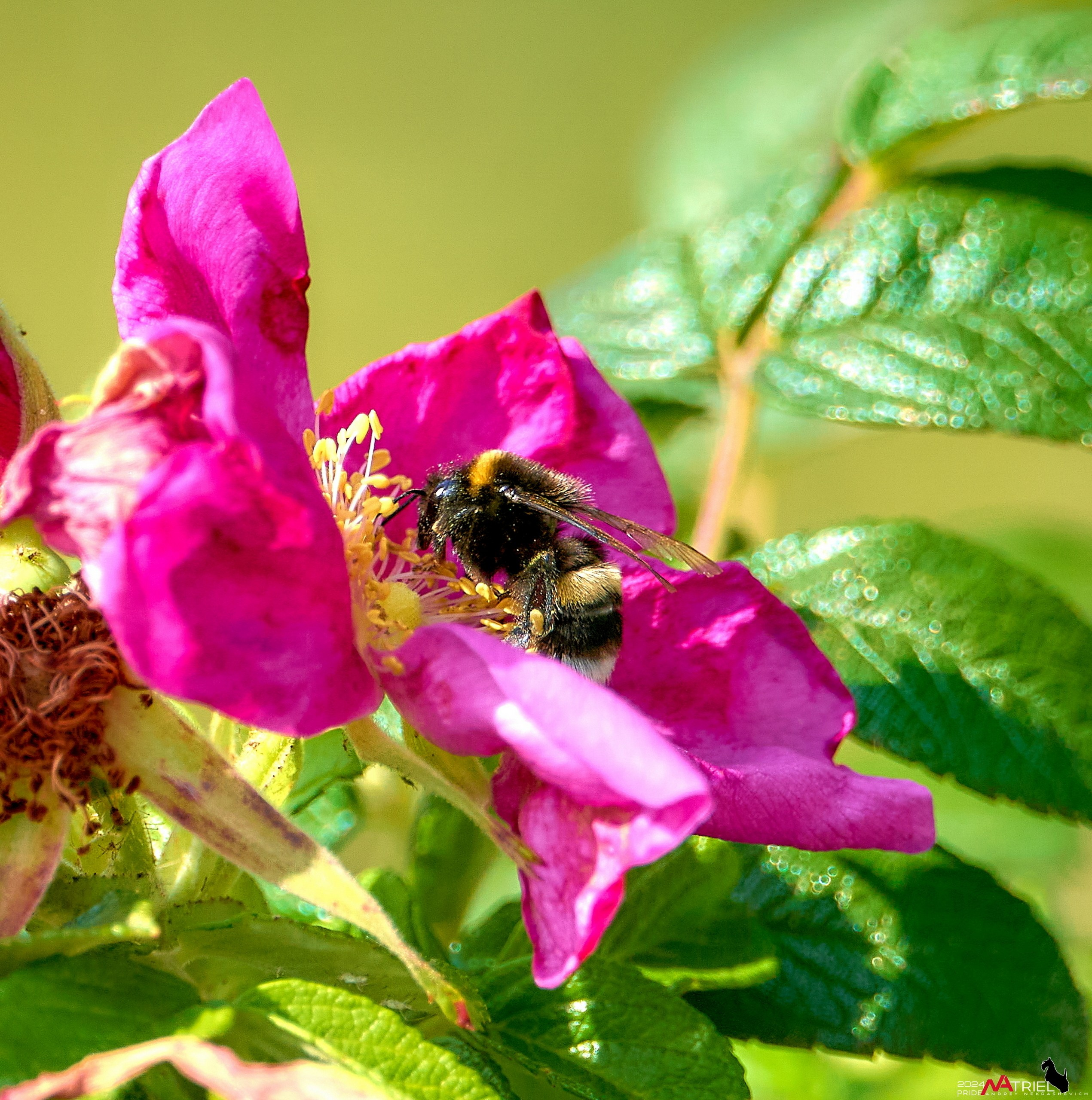Макро-фото — галерея NATRIEL