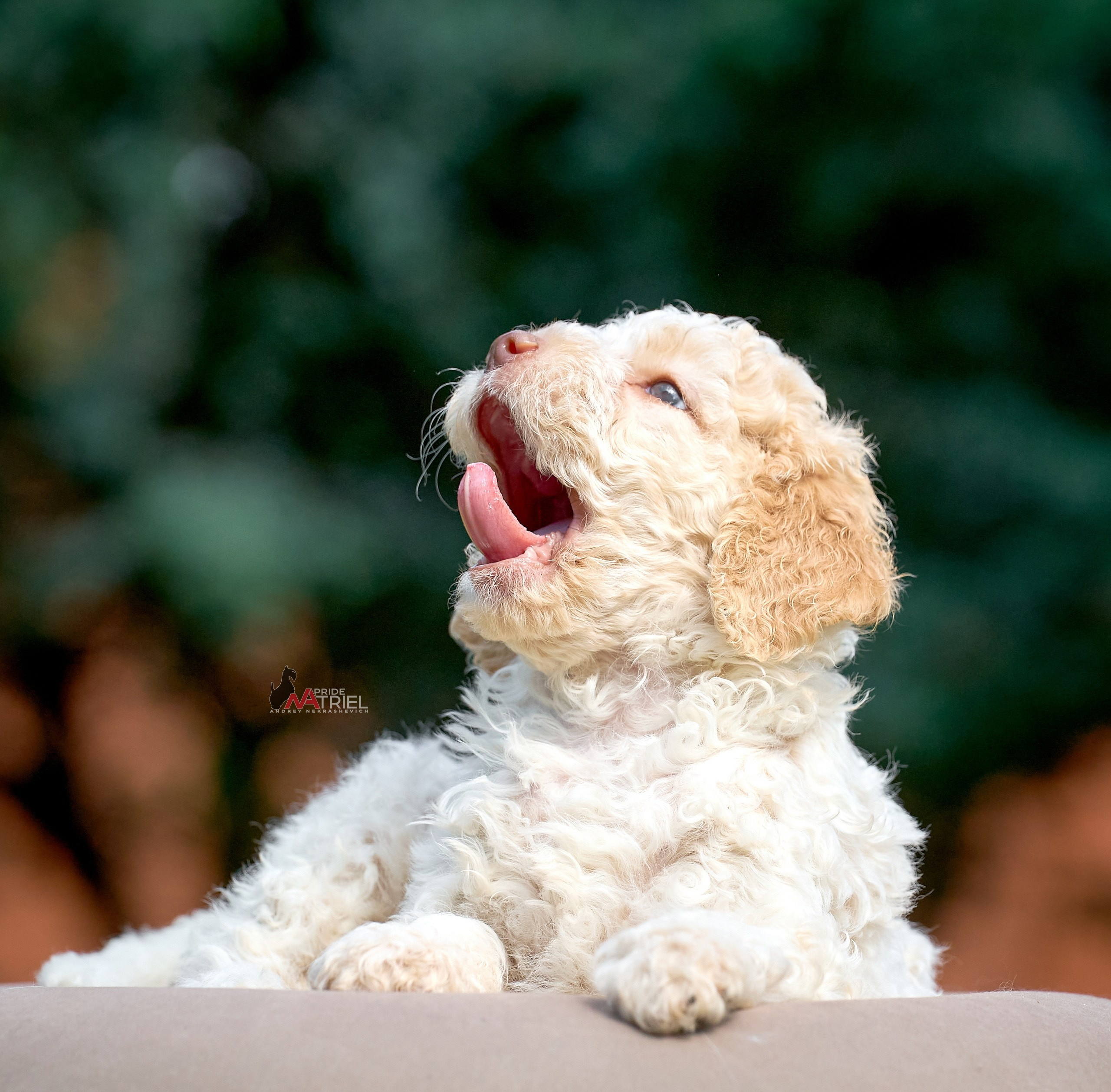 Щенки на прогулке — галерея NATRIEL