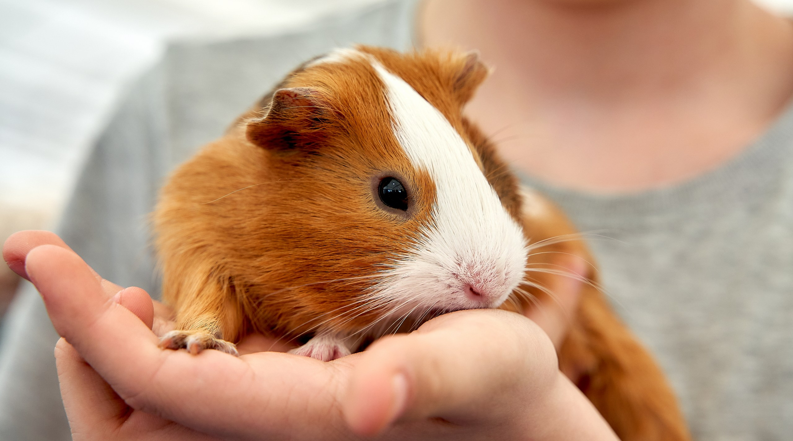 Животные — галерея NATRIEL