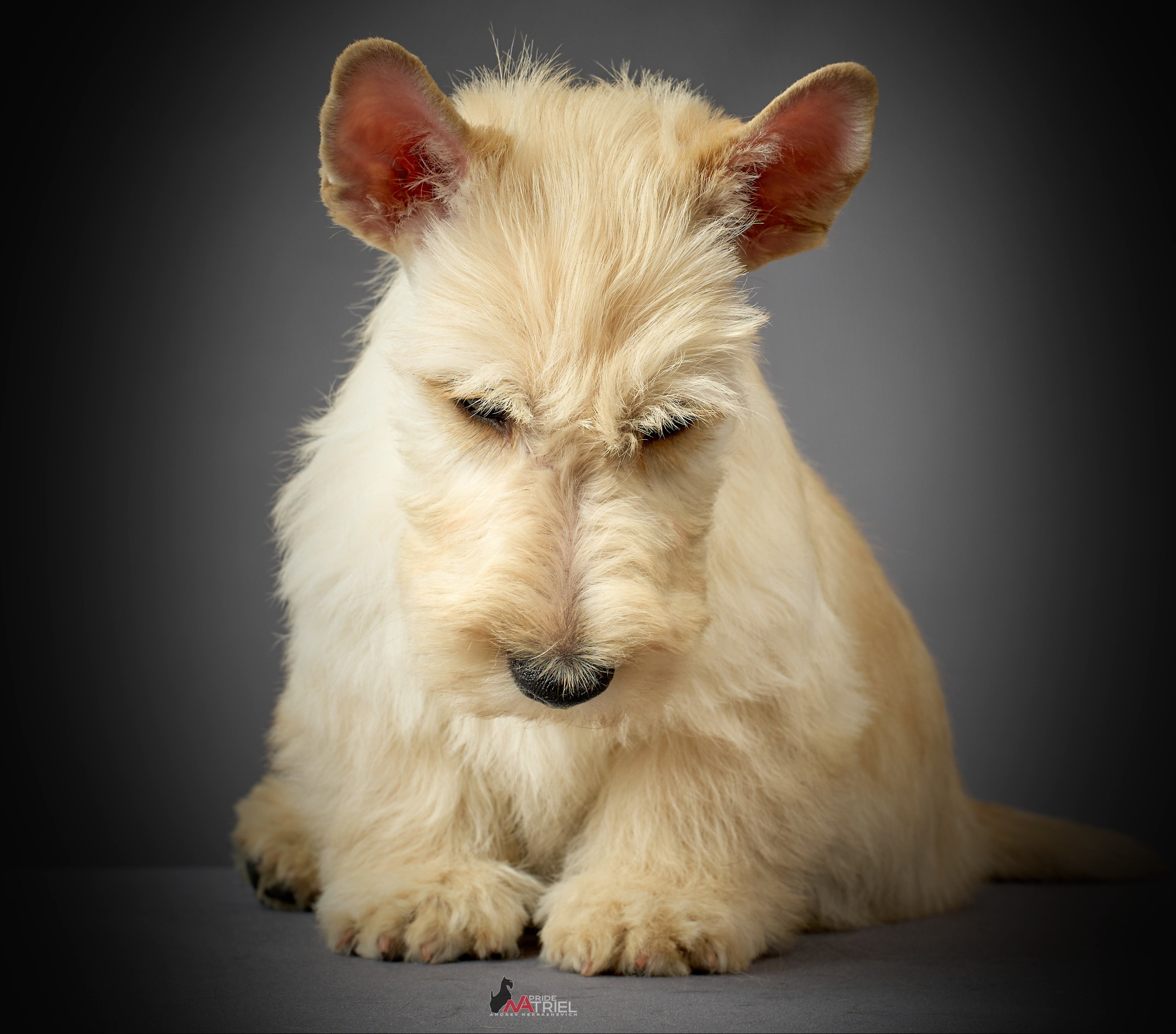 Съемка щенков скотч-терьеров