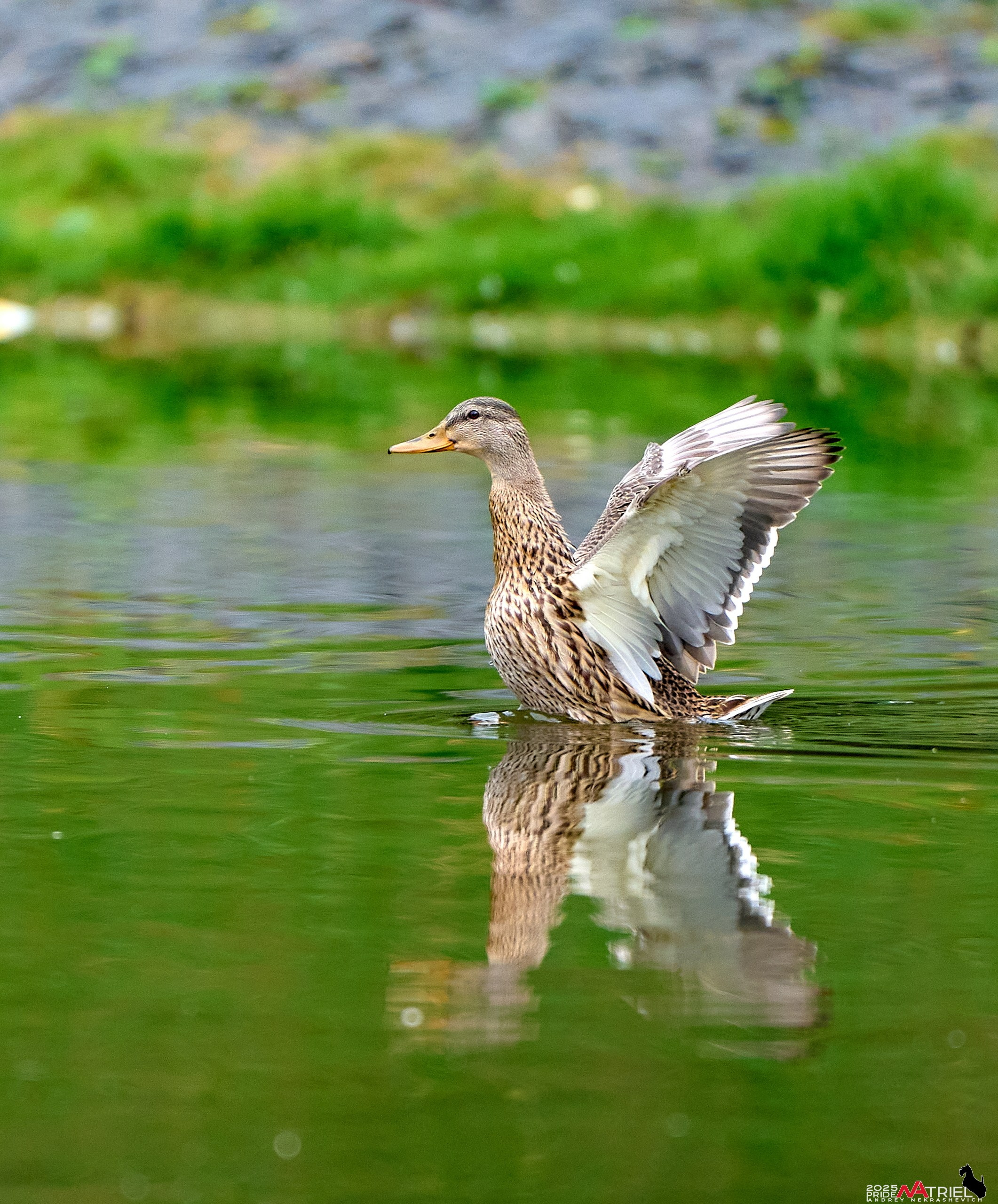 Утки на пруду