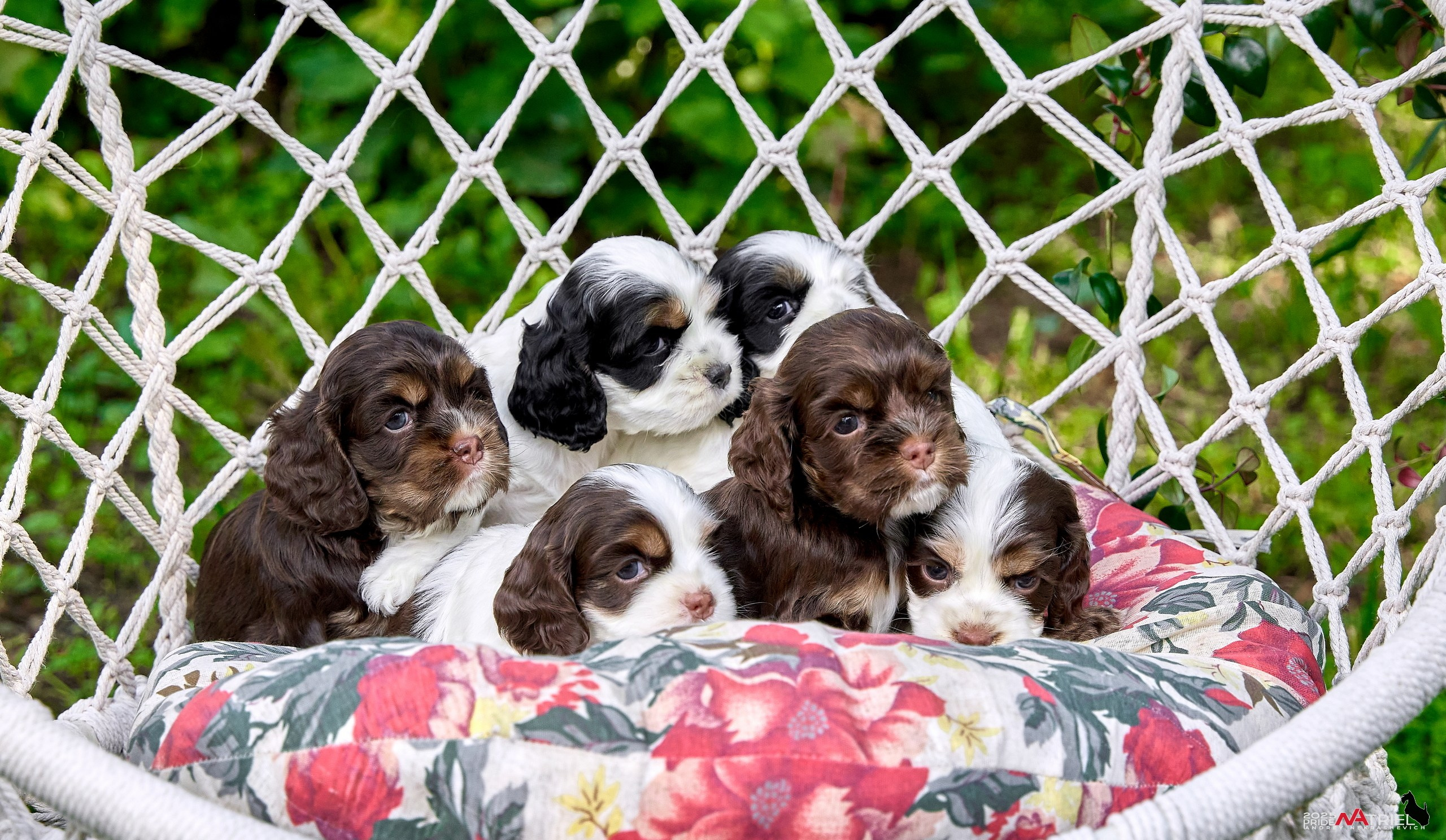 Щенки АмКокеров