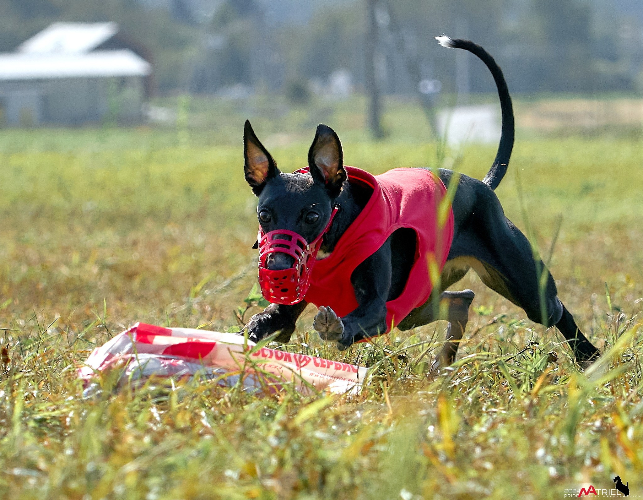Курсинг в Иволге