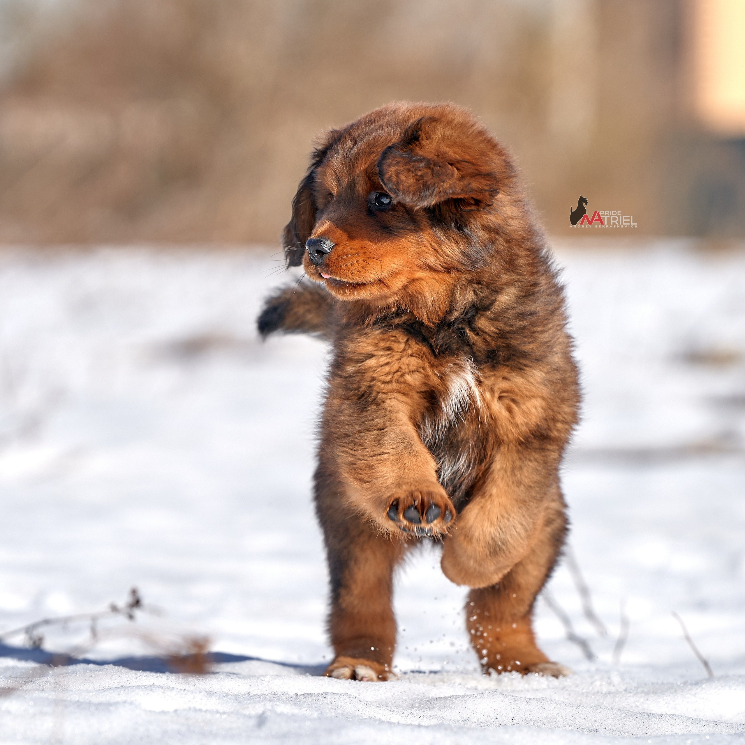 Щенки на прогулке — галерея NATRIEL