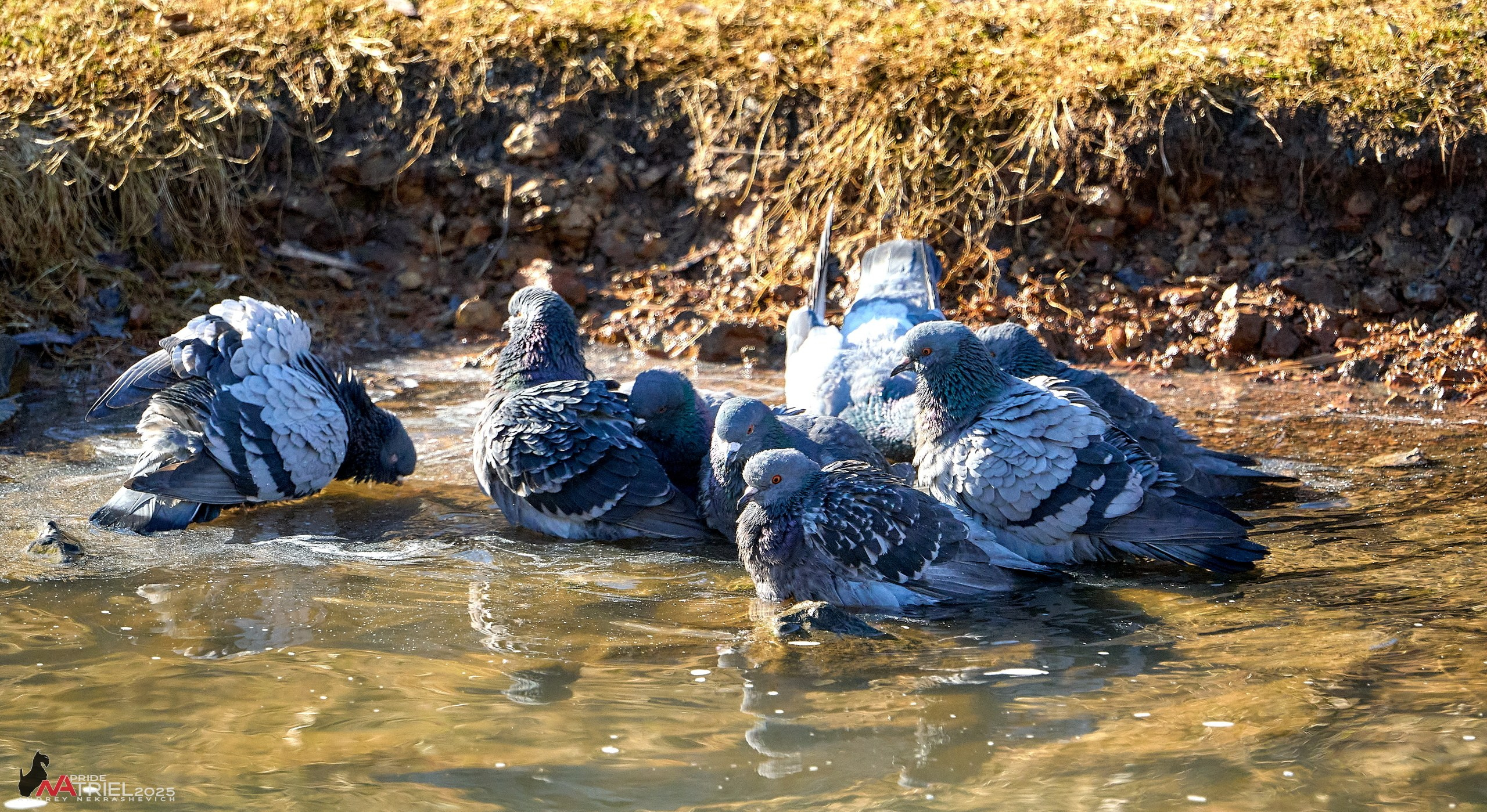Фотопрогулка в Бутово