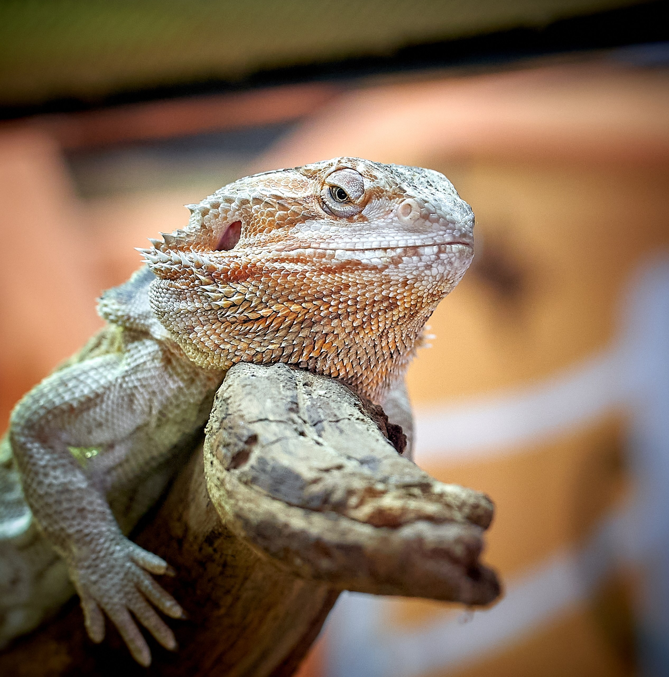 Рептилии — галерея NATRIEL