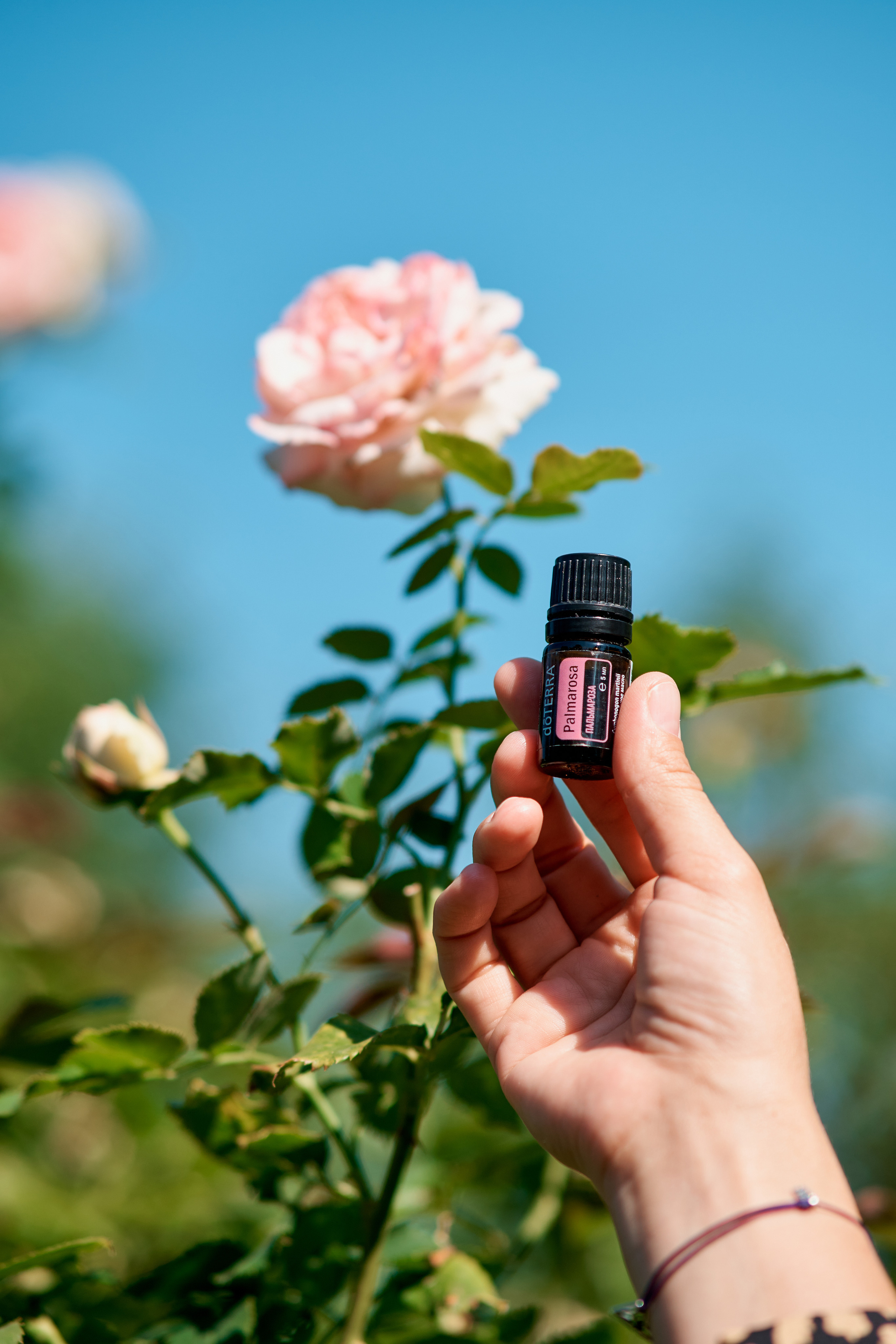 Аромаэксперт Елена Рябова. Фотограф Таганрог Анна Трайжон