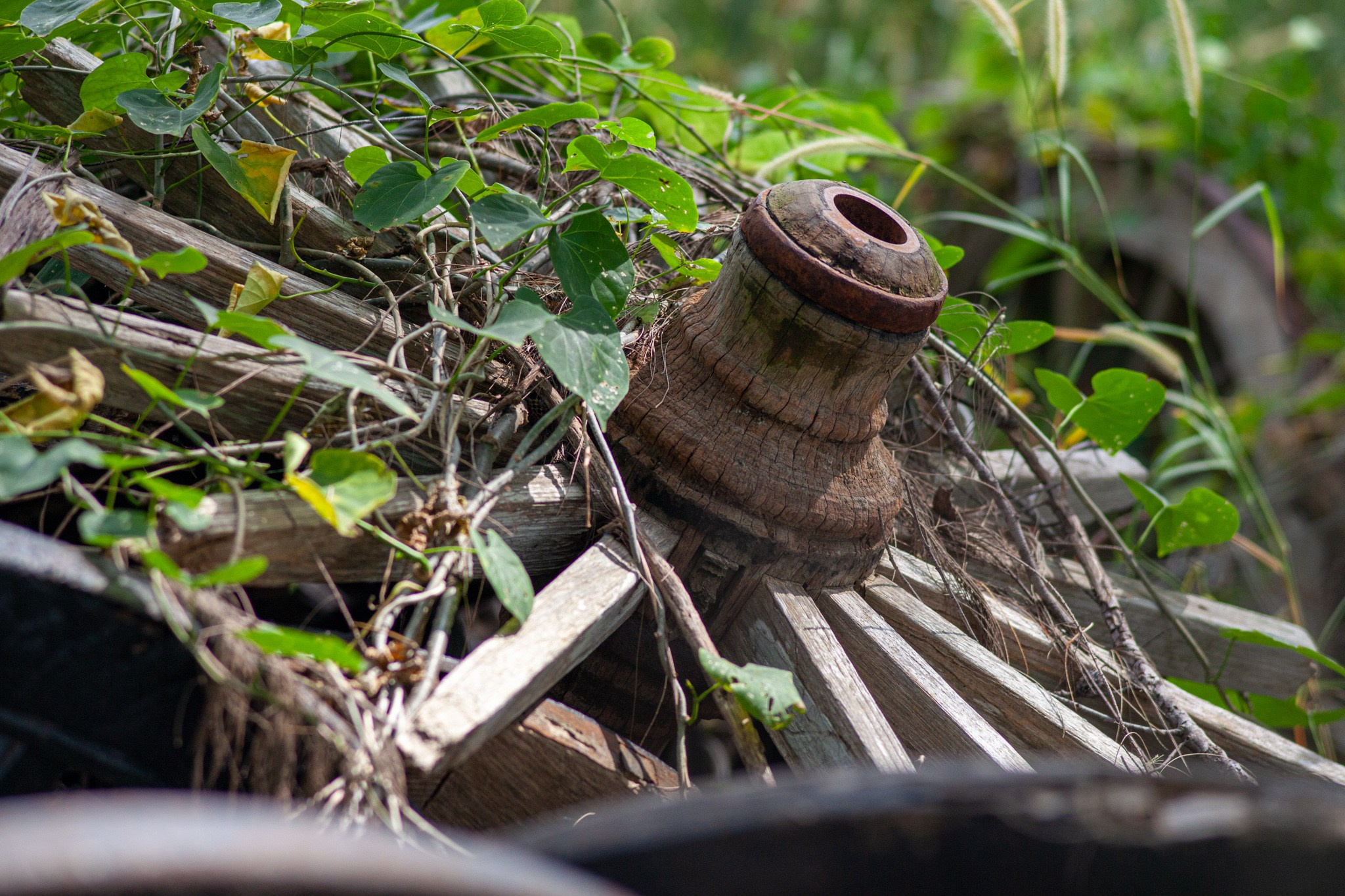 Находка в Таиланде, 2011. Фотограф Василий Буланов