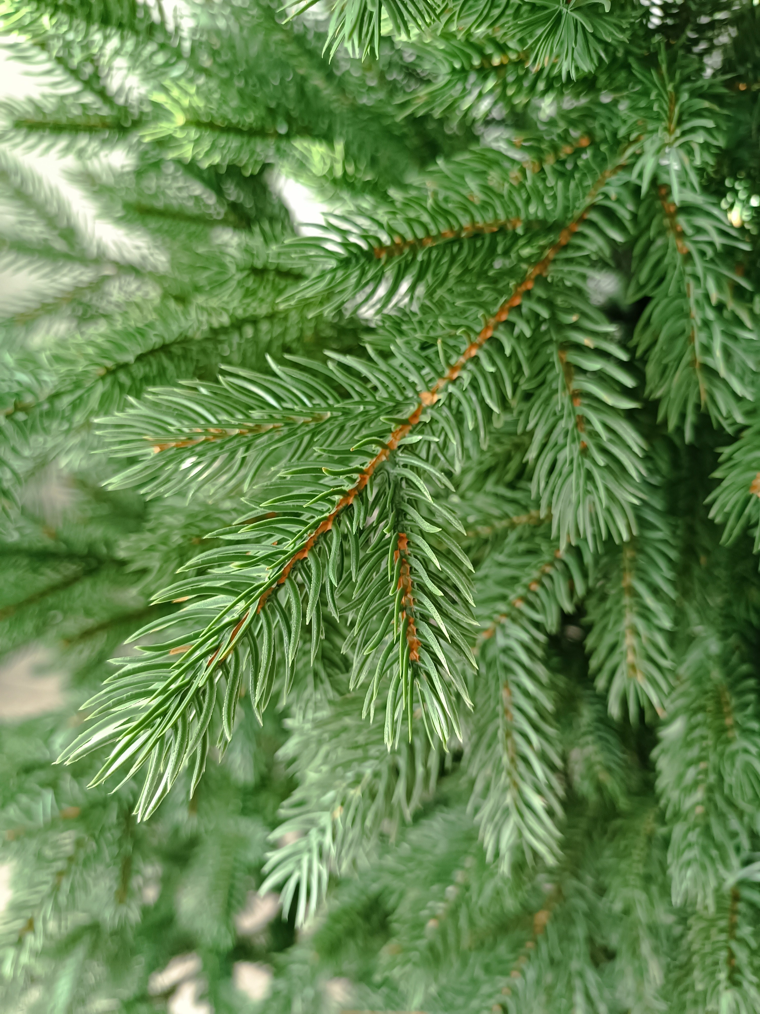 УРАЛЬСКАЯ. Elki_grodno