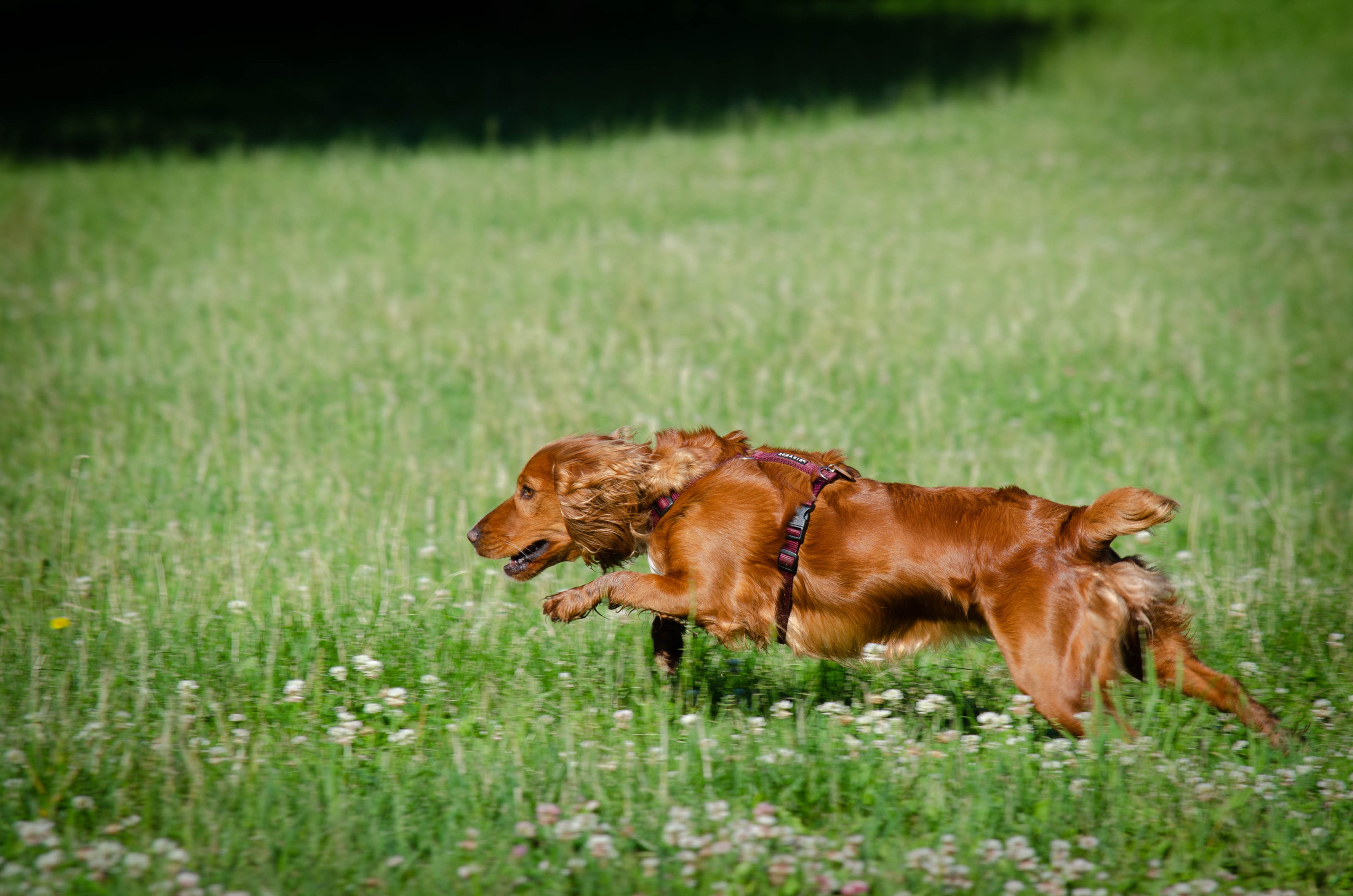 Джесси. Фотограф Светлана Блинова, Москва и Московская область