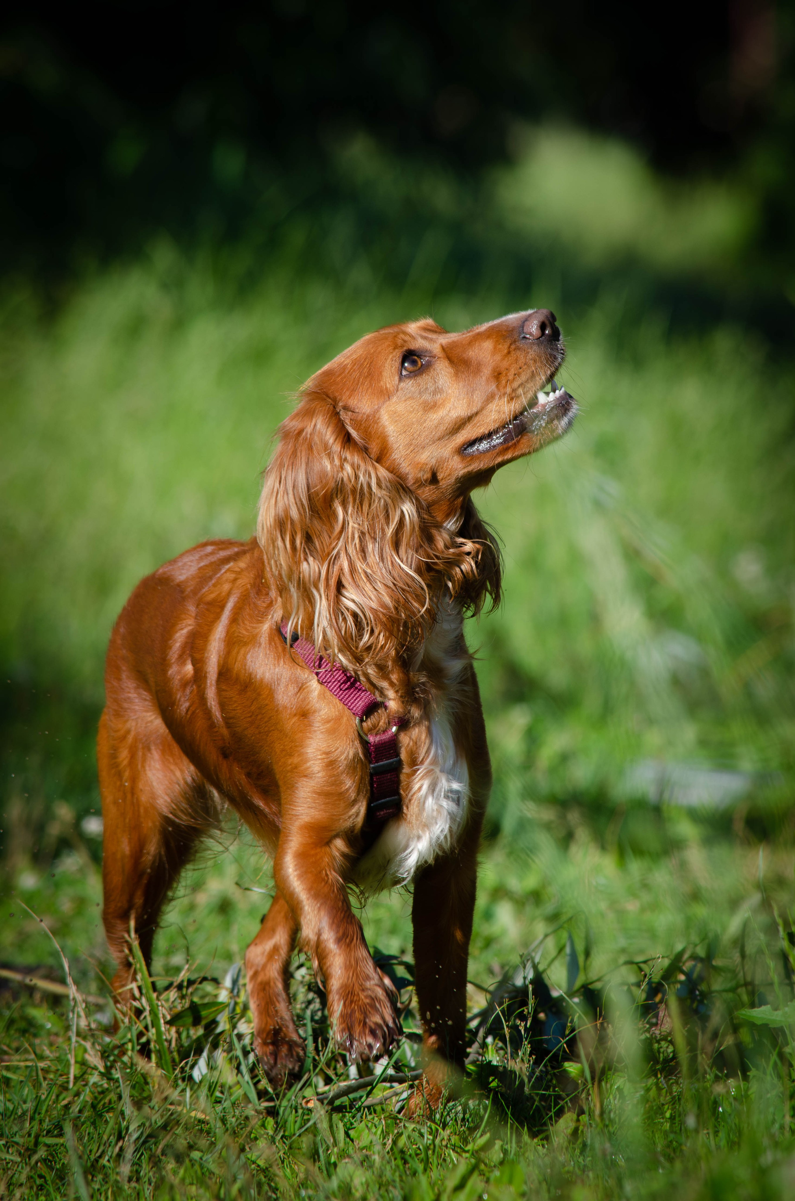 Джесси. Фотограф Светлана Блинова, Москва и Московская область
