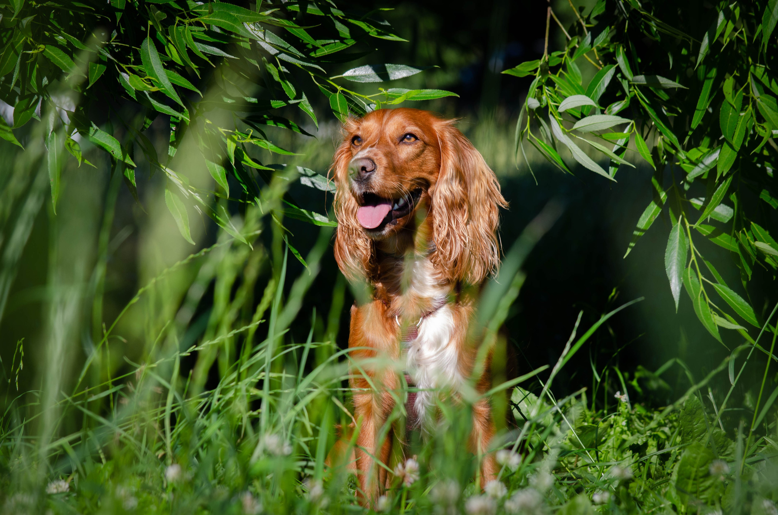 Джесси. Фотограф Светлана Блинова, Москва и Московская область