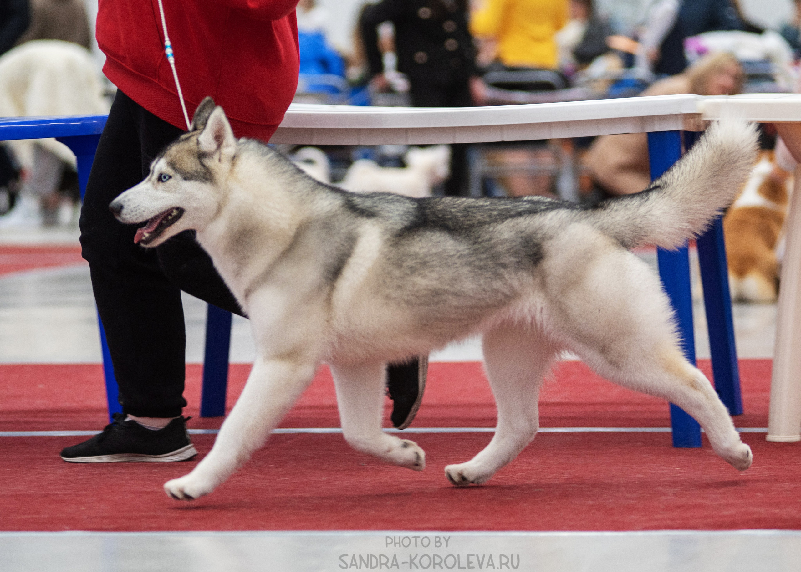 Выставка собак тюмень 14.01.2023. Дог-фотограф в Тюмени Александра Королева