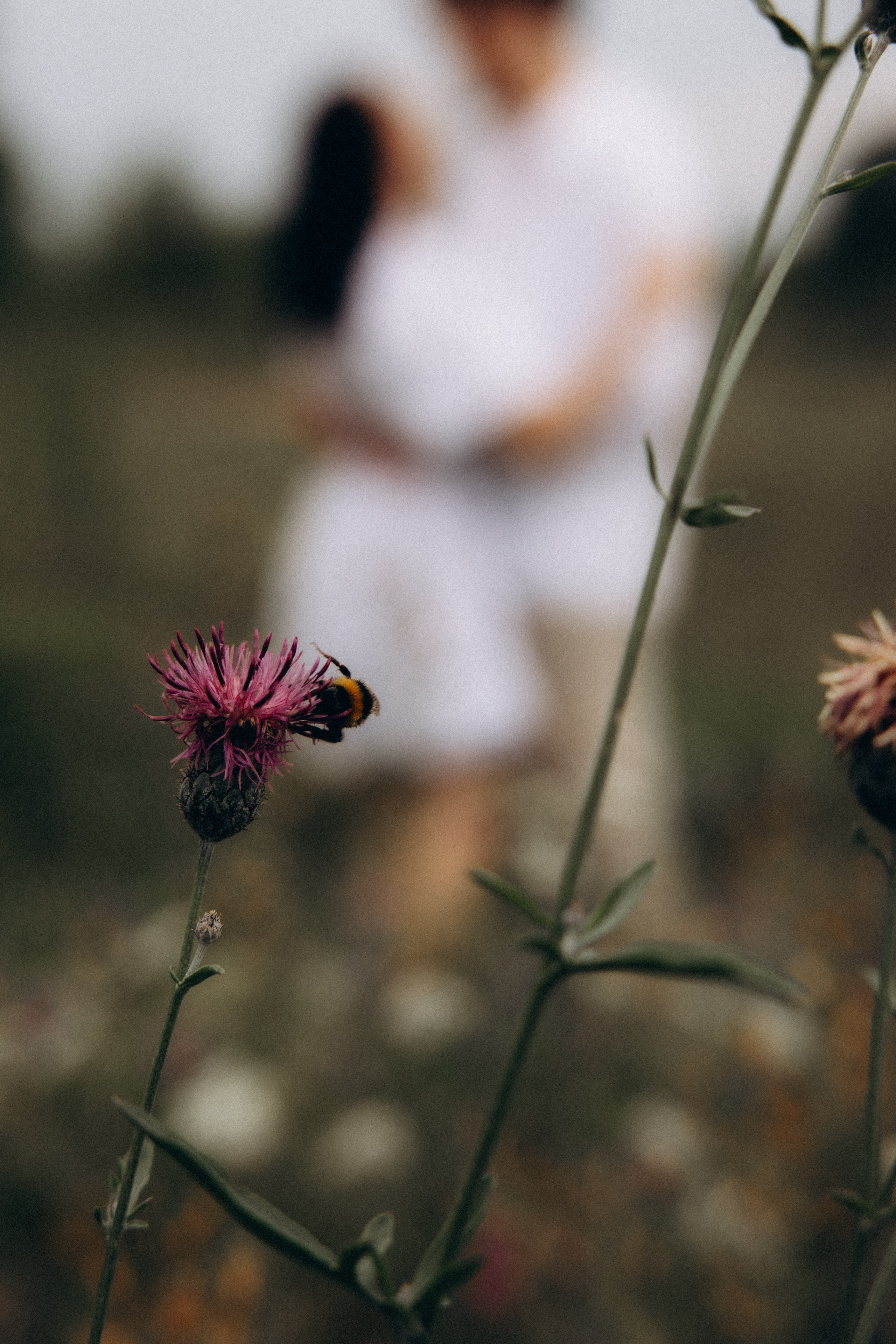Аня + Паша. Алена Бадамшина — свадебный фотограф Воронеж / Москва
