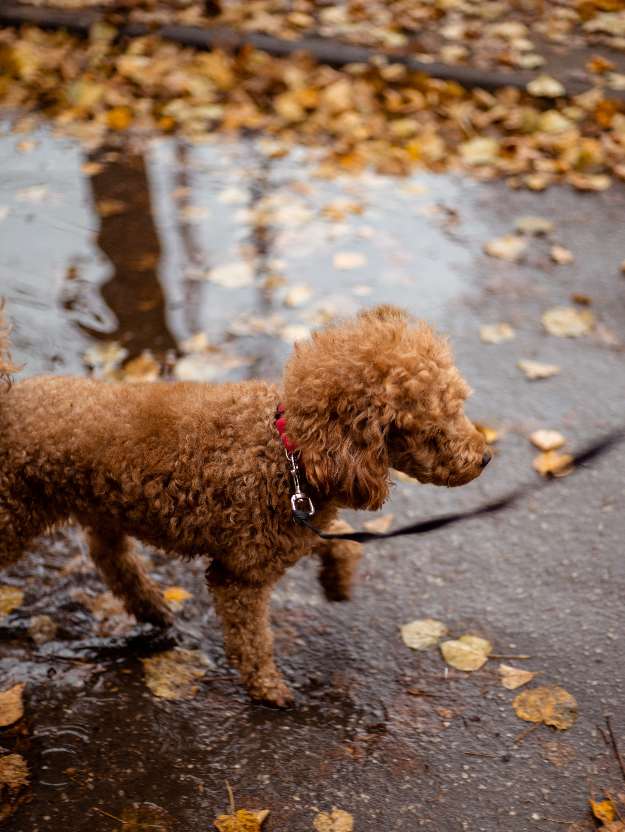 Съемки с питомцем. Tenny-Tiny Ph