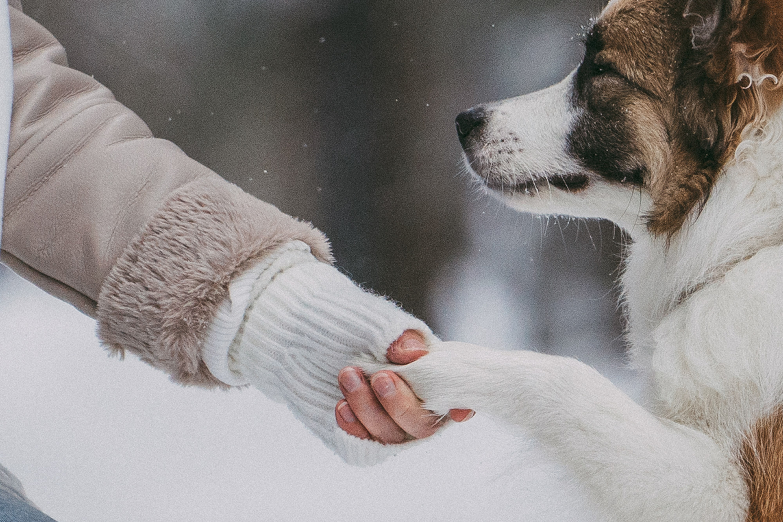 Катя, Анатолий и Елай. Фотограф анималист в Москве и Санкт-Петербурге Свиридова Анна