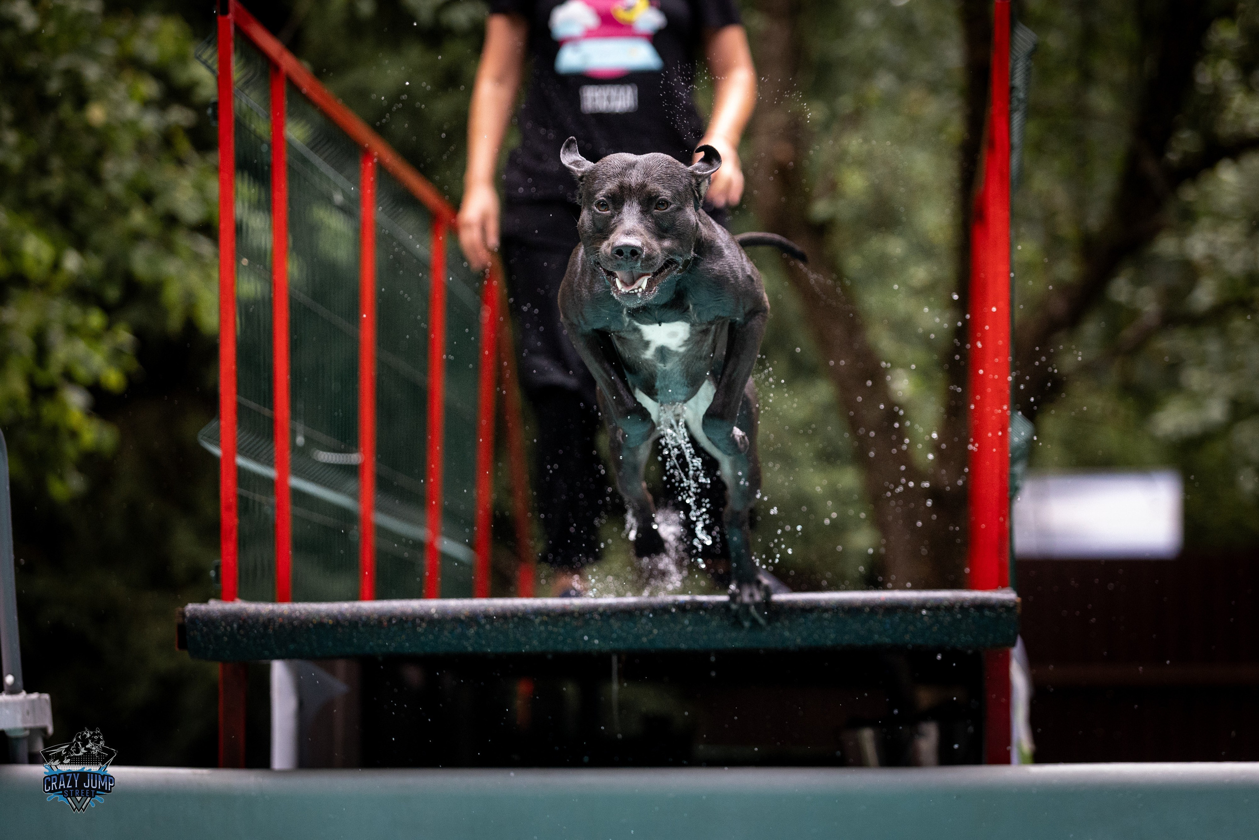 Собаки, спорт, Док дайвинг. Свадебный и репортажный фотограф в Москве и Московской области