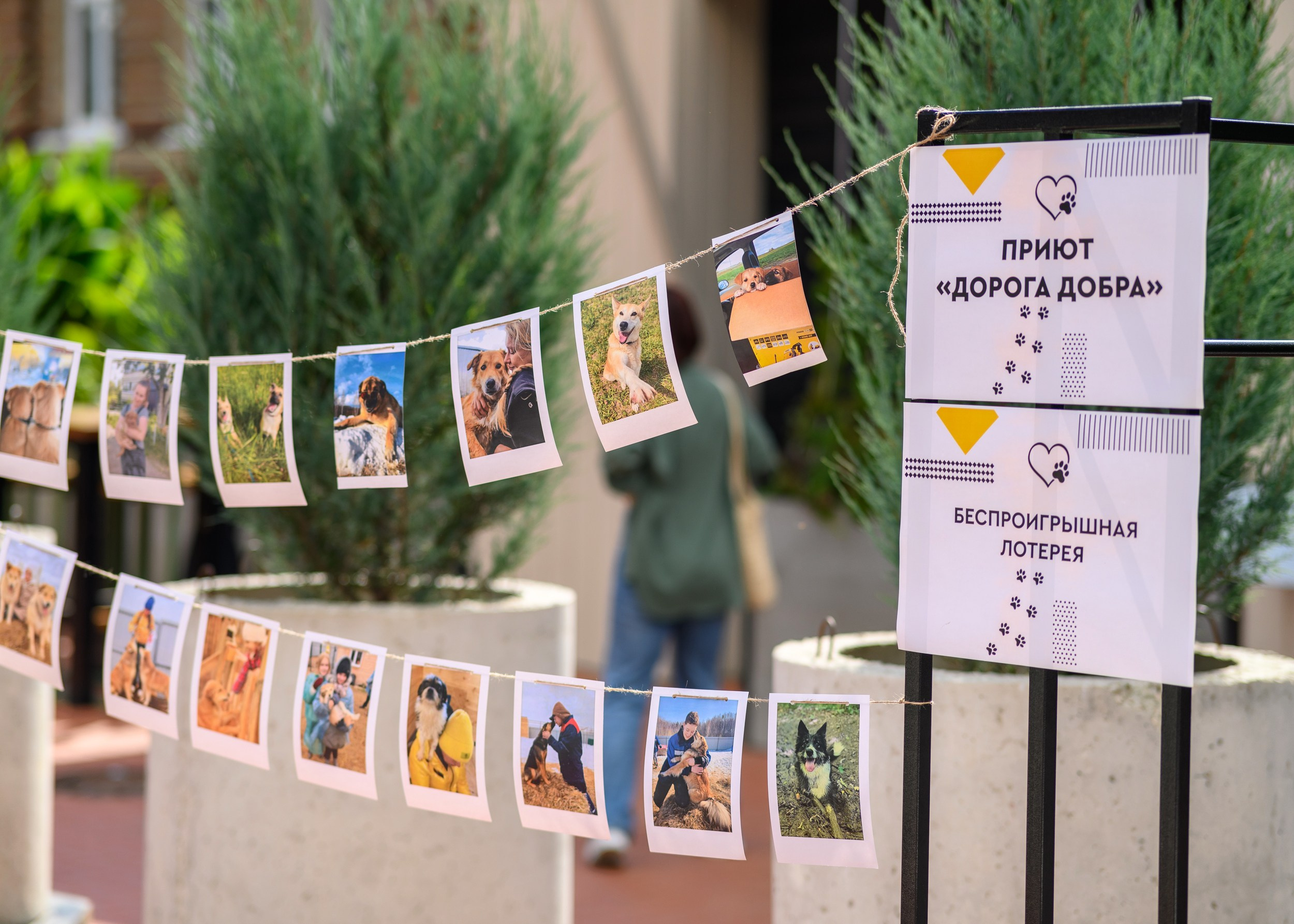 СобачийФест_РынокНаГоре_10082024. Фотограф Александр Данилов