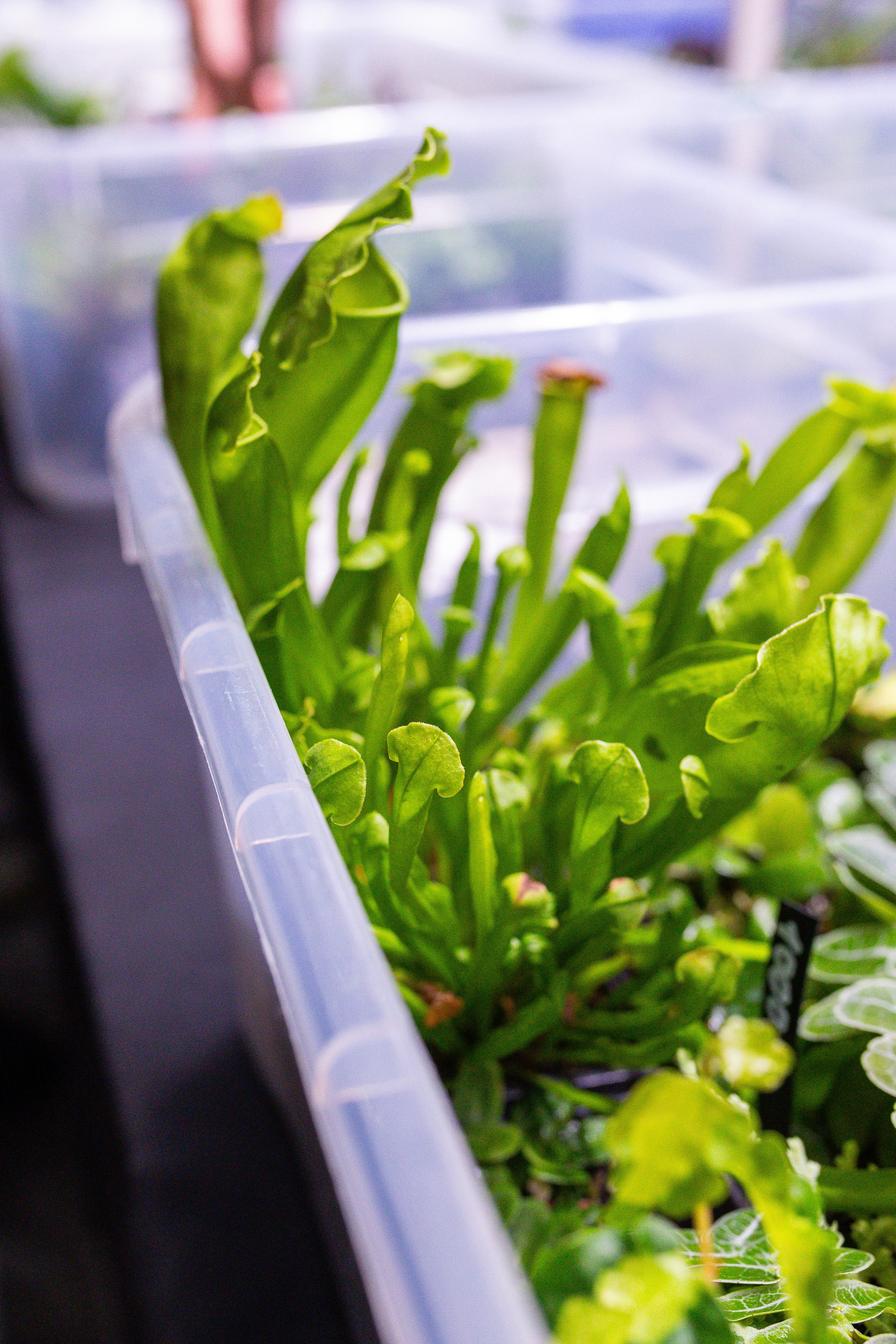 Монстериум 11–12 октября. Александра Куликова фотограф, Москва