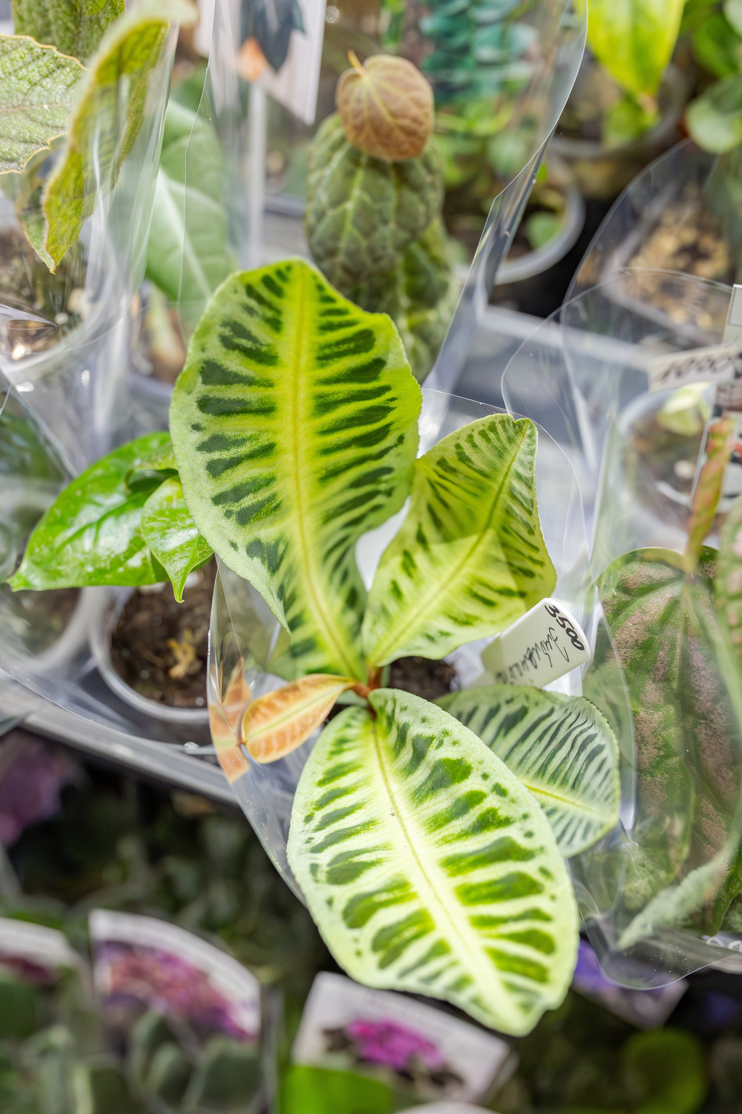 Монстериум апрель 2026. Александра Куликова фотограф, Москва