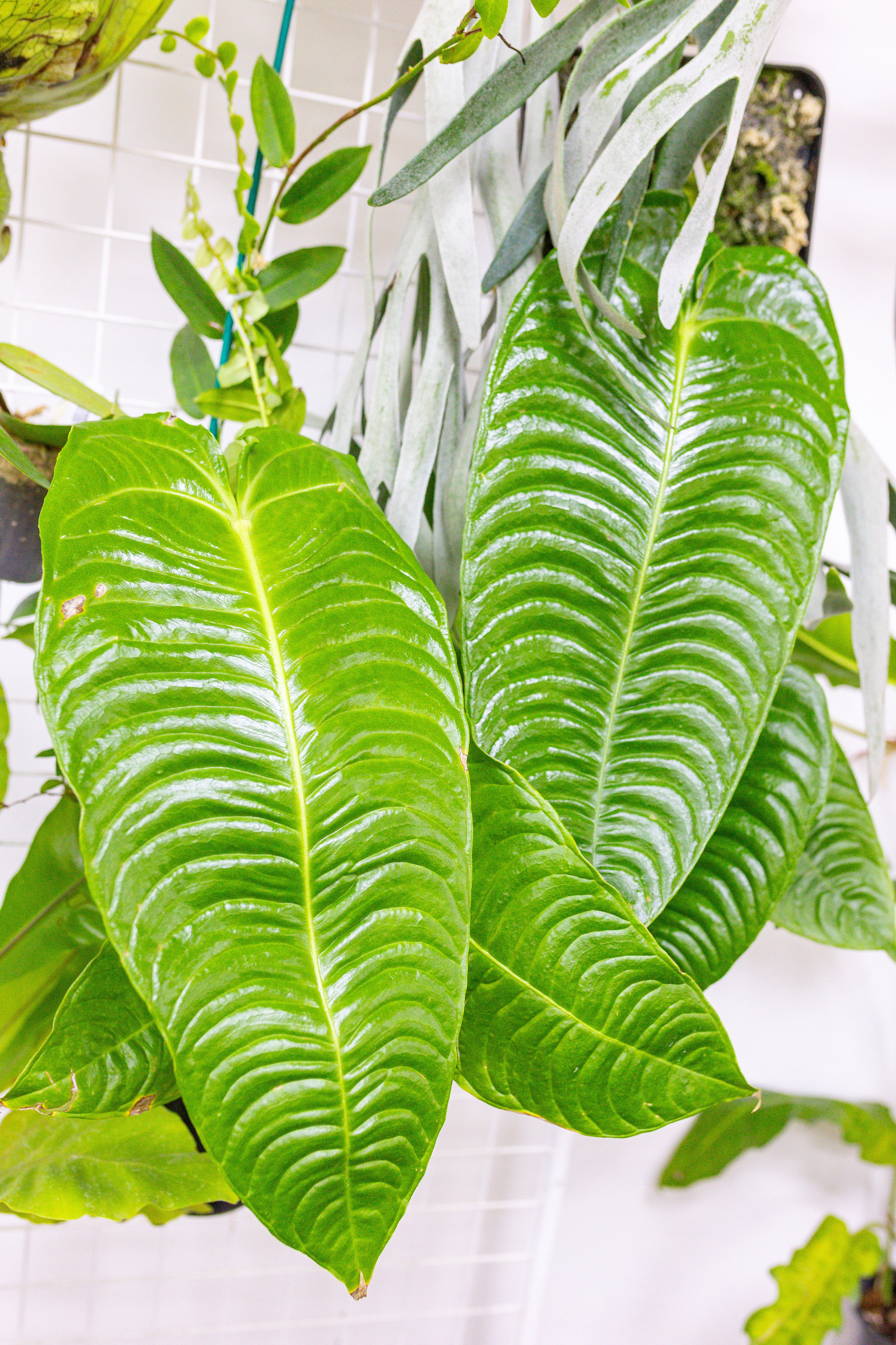 Монстериум 11–12 октября. Александра Куликова фотограф, Москва