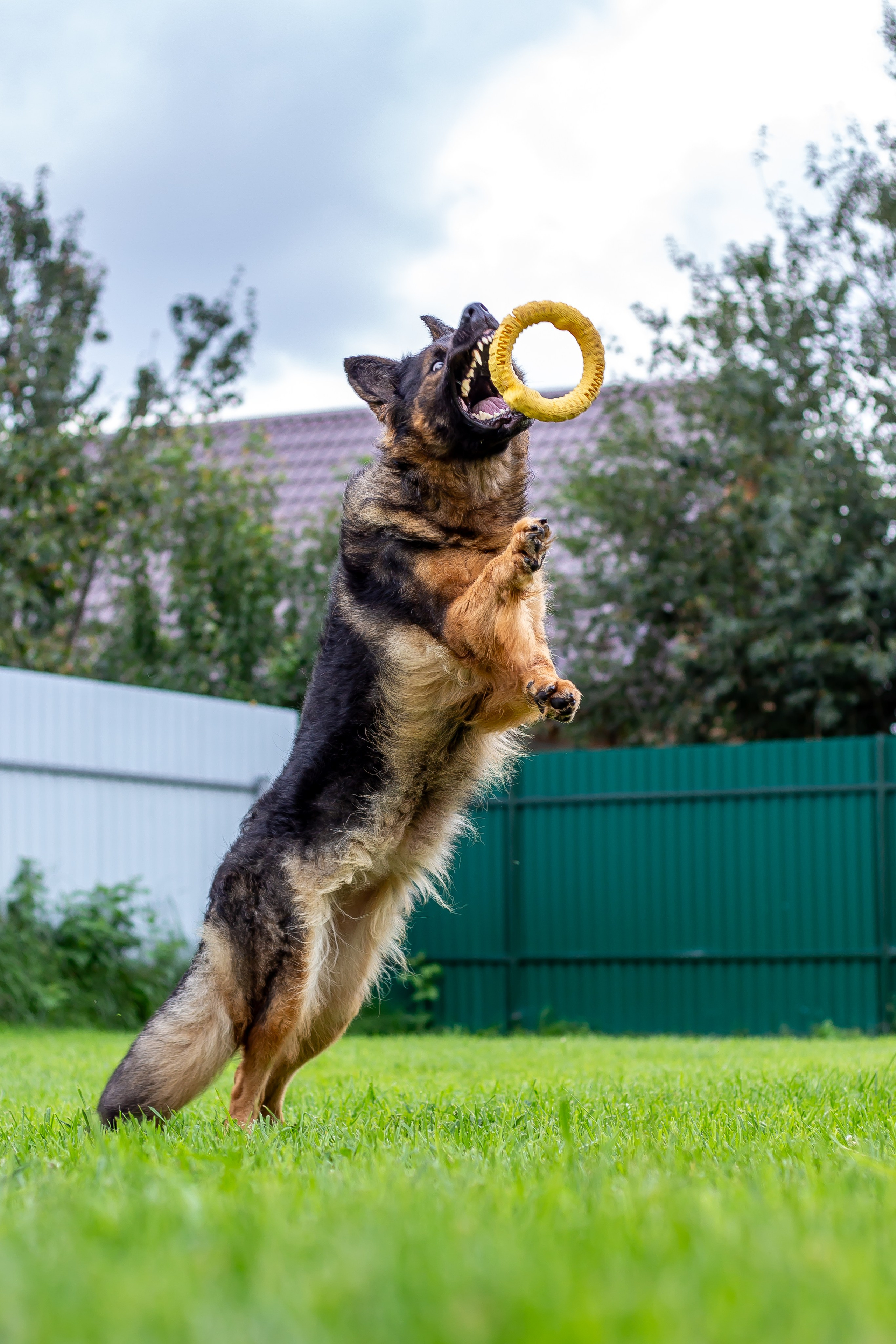 Собачья жизнь — Зоогостиница «Счастливые мечтатели». Фотограф • Орехово-Зуево • Балашиха • TEFO