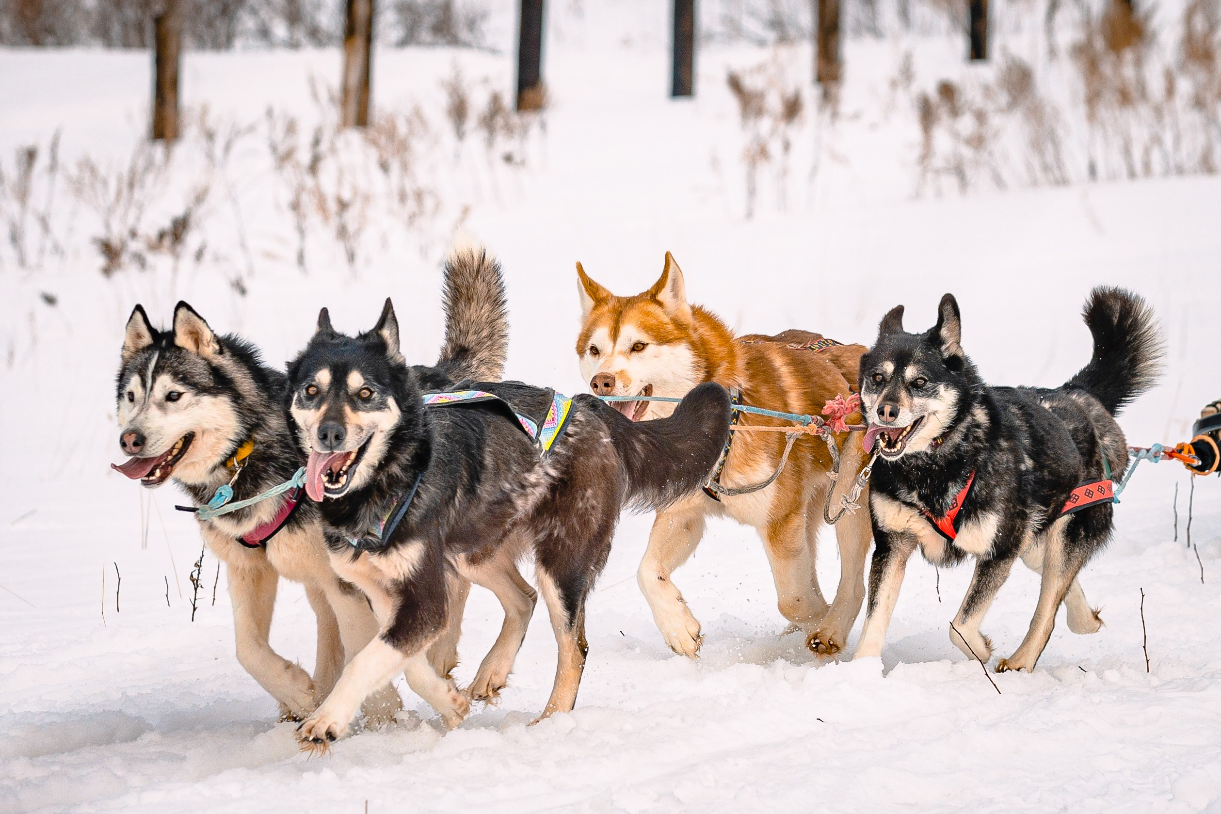 Фестиваль ездового спорта. Фотограф. г. Южно-Сахалинск. Олег Толстов
