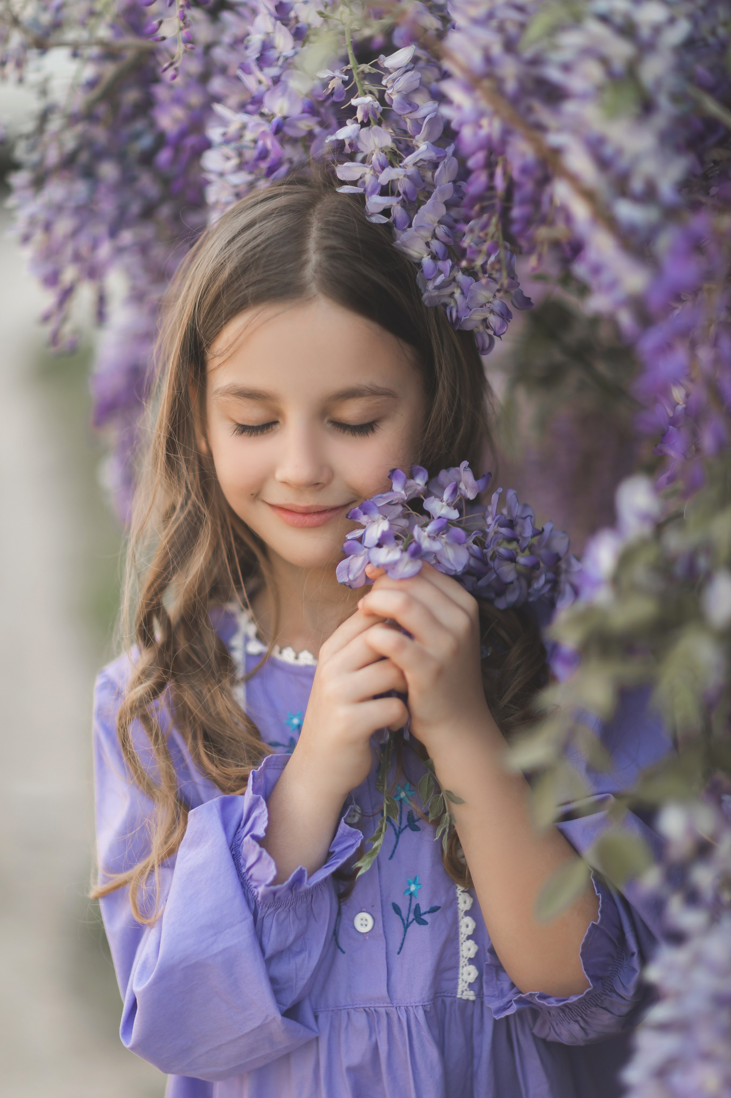 цветение глицинии в краснодаре