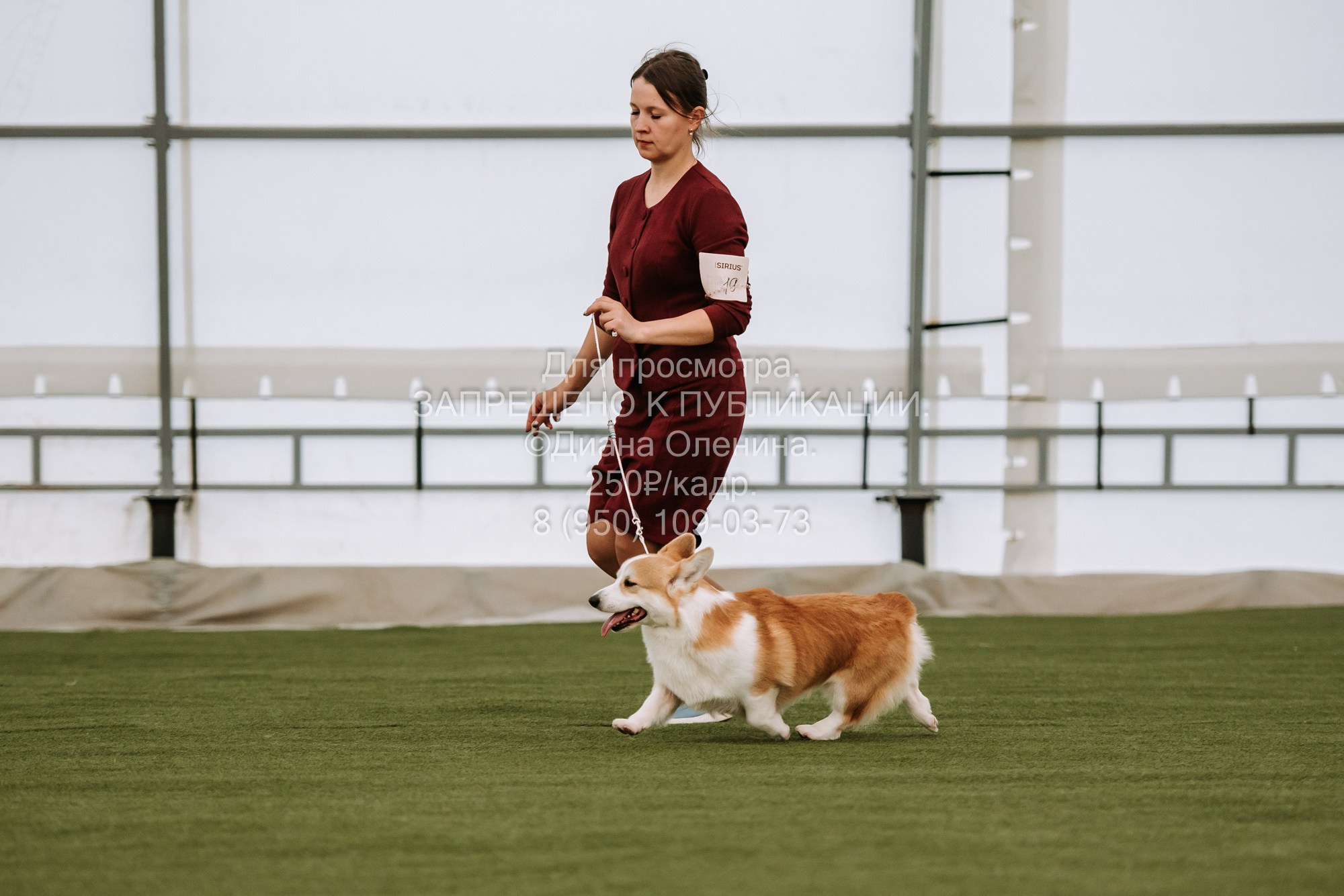 Выставка собак Красноярск 2.06. Фотограф Диана Оленина Красноярск / Братск