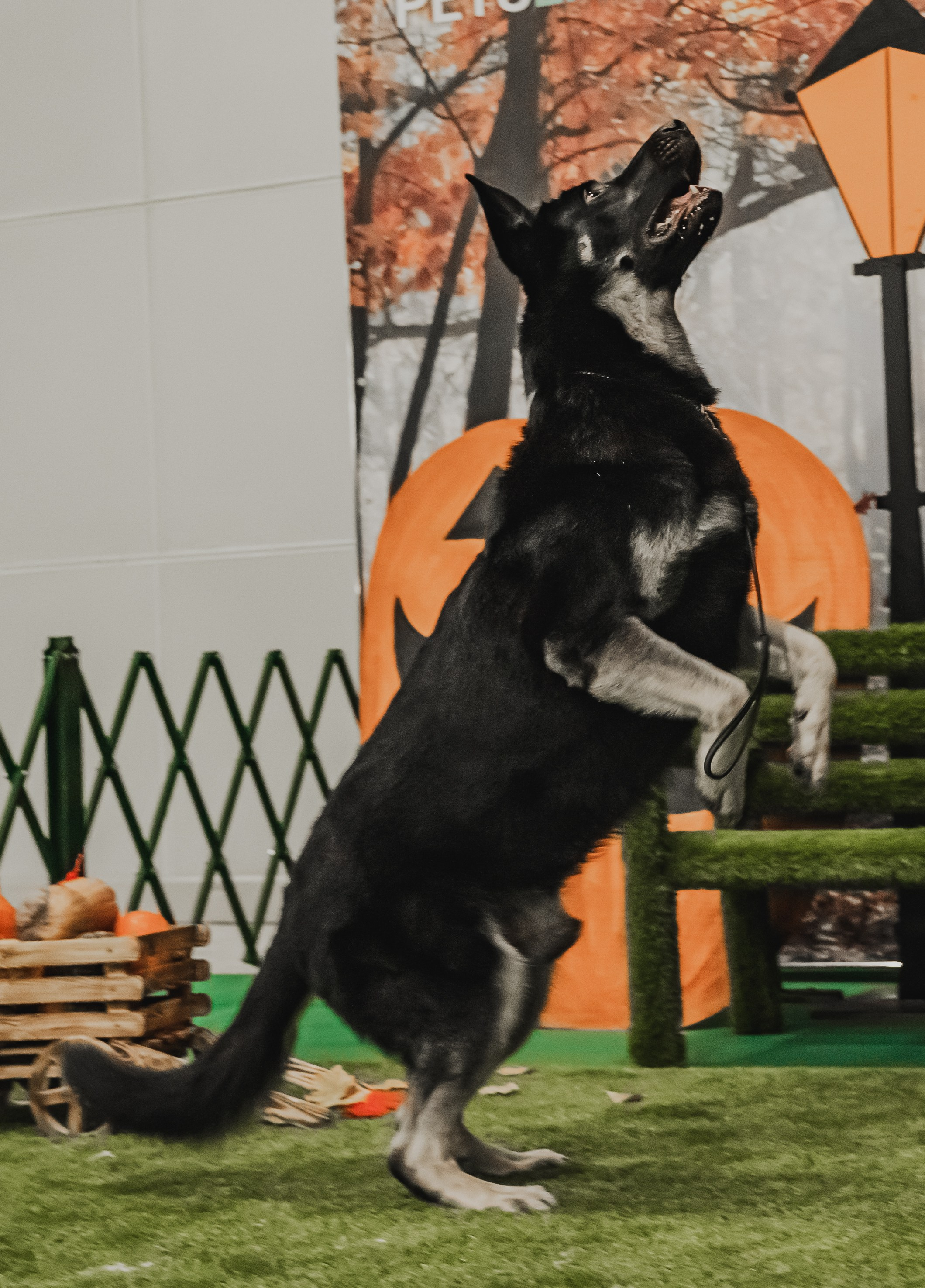 Международная выставка собак всех пород. Репортажный фотограф Анастасия Рубцова